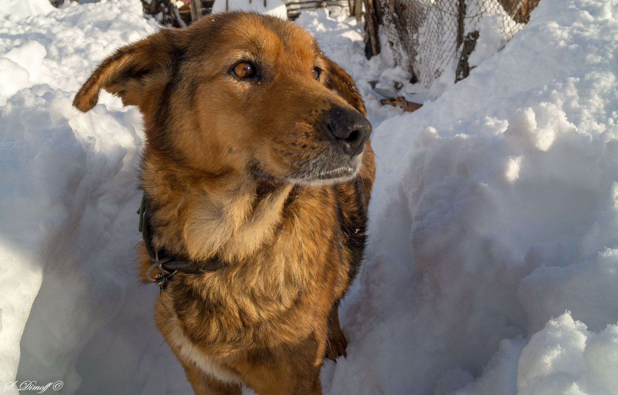 Sony SLT-A58 sample photo. My doggy - lora :) photography