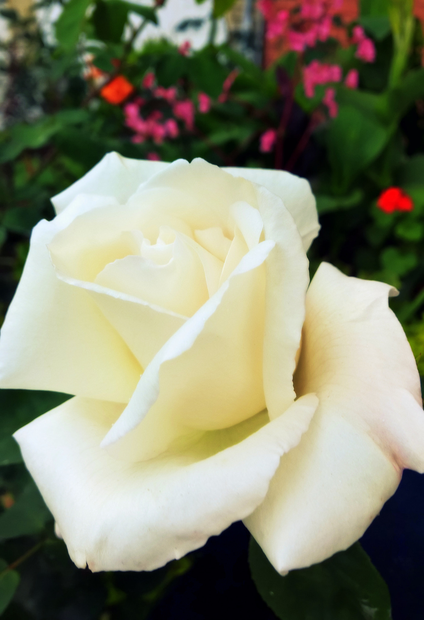 Nokia Lumia 929 sample photo. Rosa blanca photography