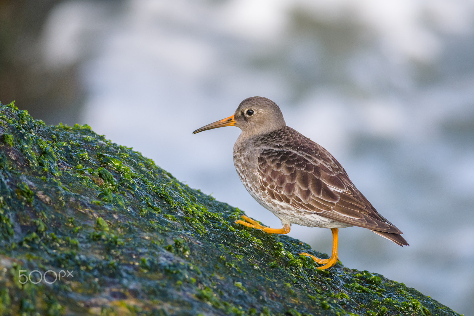 Nikon D7200 sample photo. Purple sandpiper photography