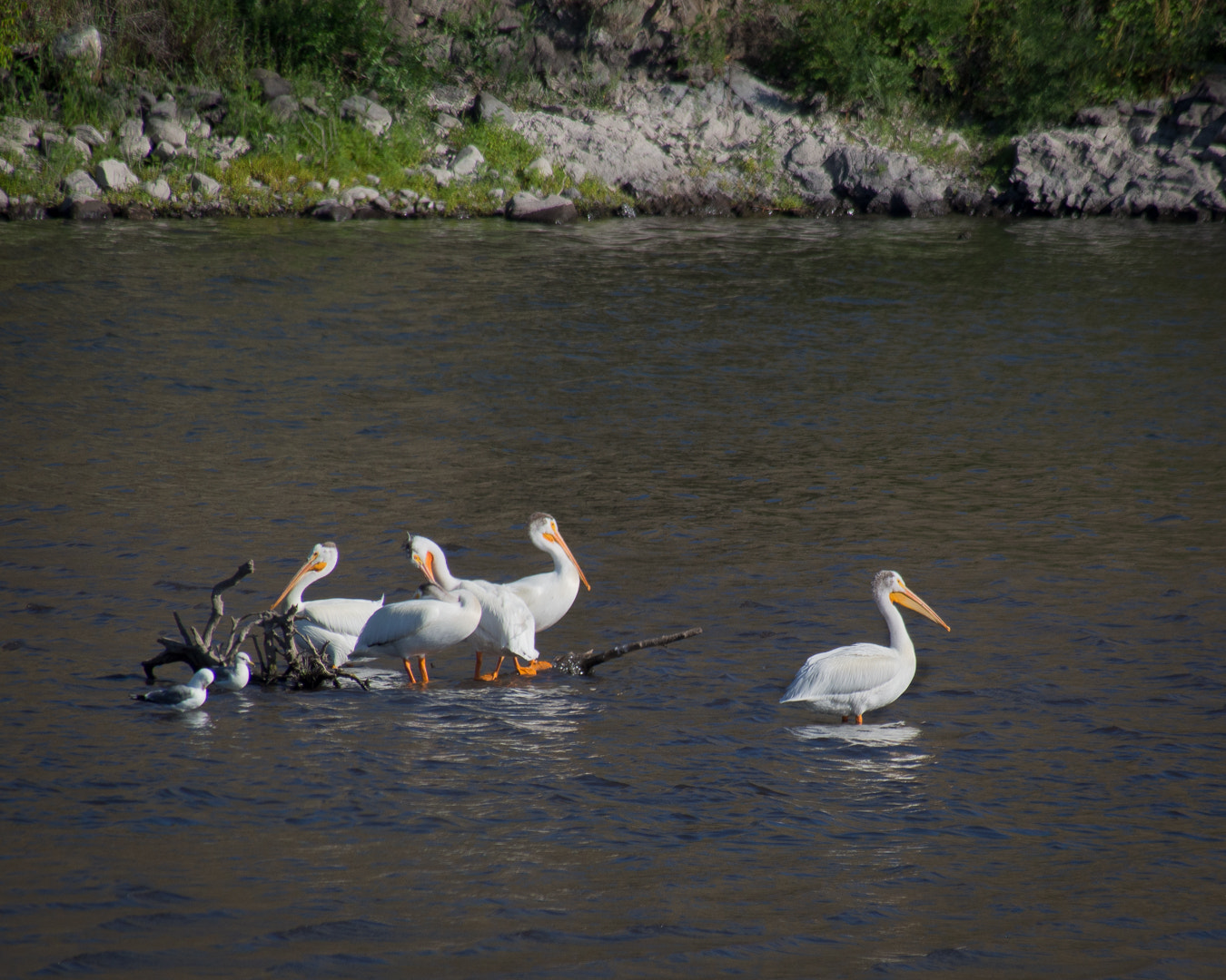 Olympus OM-D E-M5 sample photo. Pelicans on snake river photography