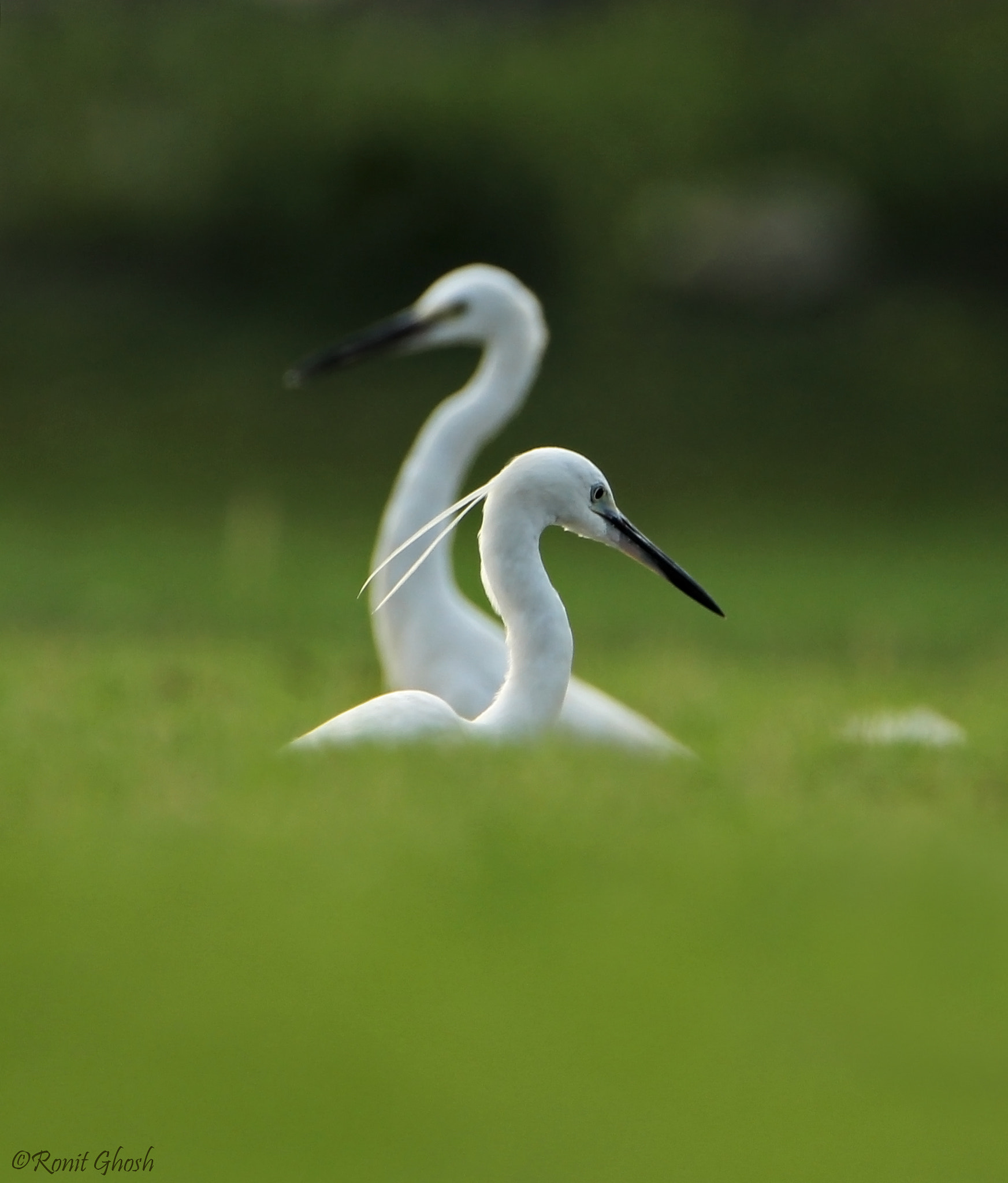 Tamron SP 150-600mm F5-6.3 Di VC USD sample photo. Little egret. photography