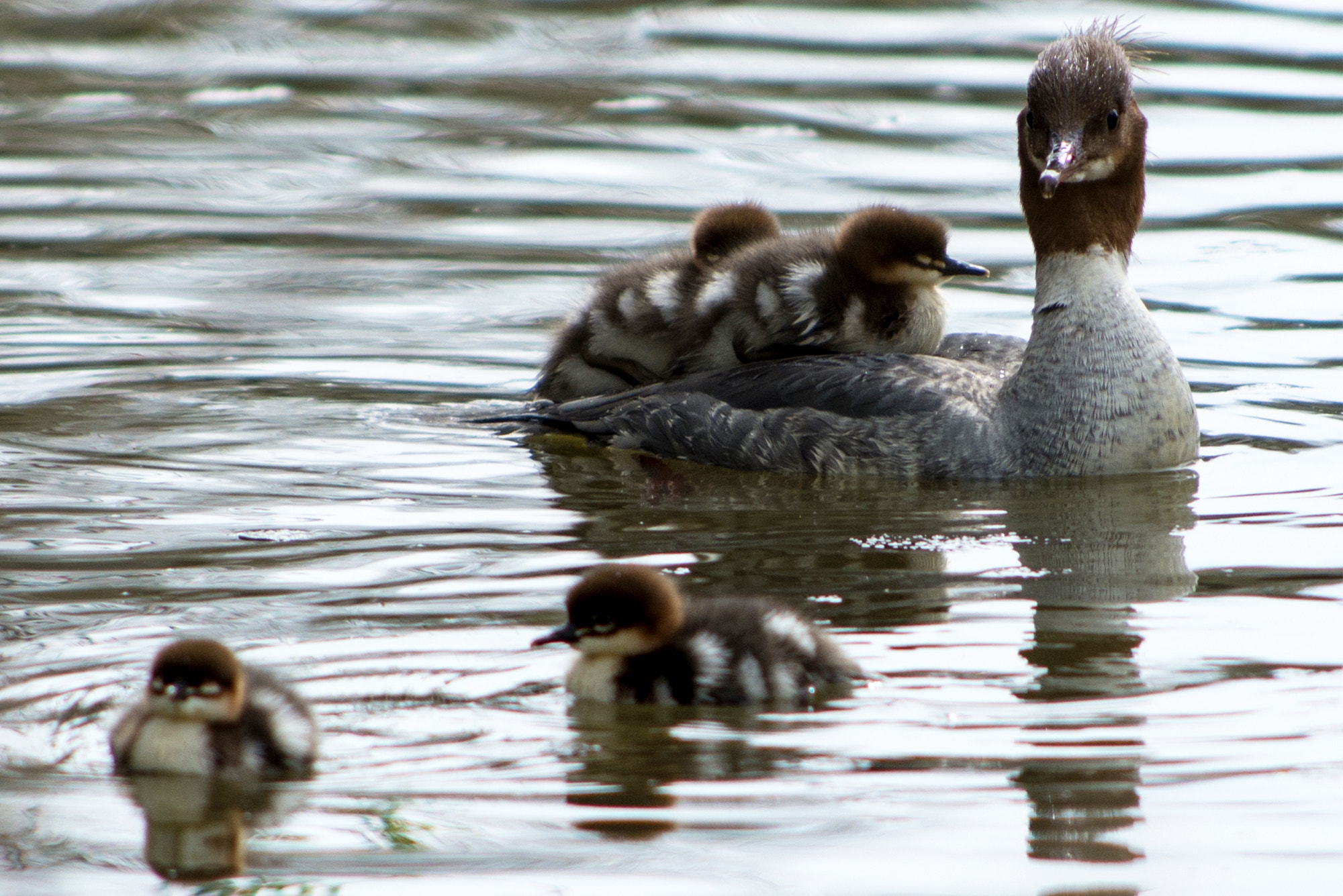 Nikon D800 + AF Nikkor 70-210mm f/4-5.6D sample photo. Merganser with babies photography