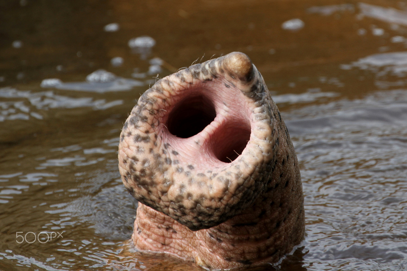Canon EF 70-300mm F4-5.6L IS USM sample photo. Elephant trunk photography