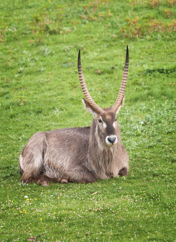 Sigma 150-500mm F5-6.3 DG OS HSM sample photo. Antilope photography