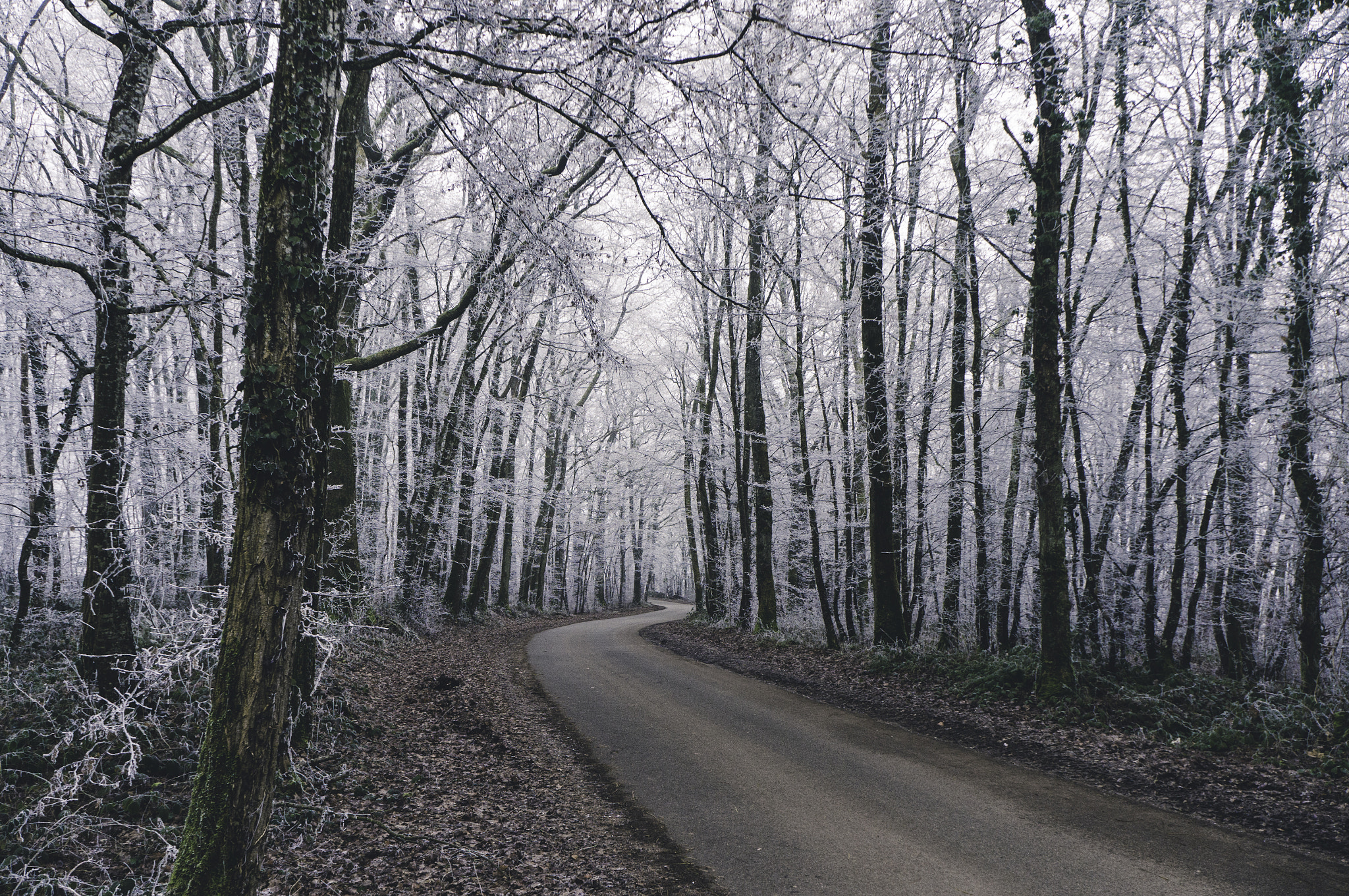 Sony Alpha NEX-5R sample photo. White trees photography