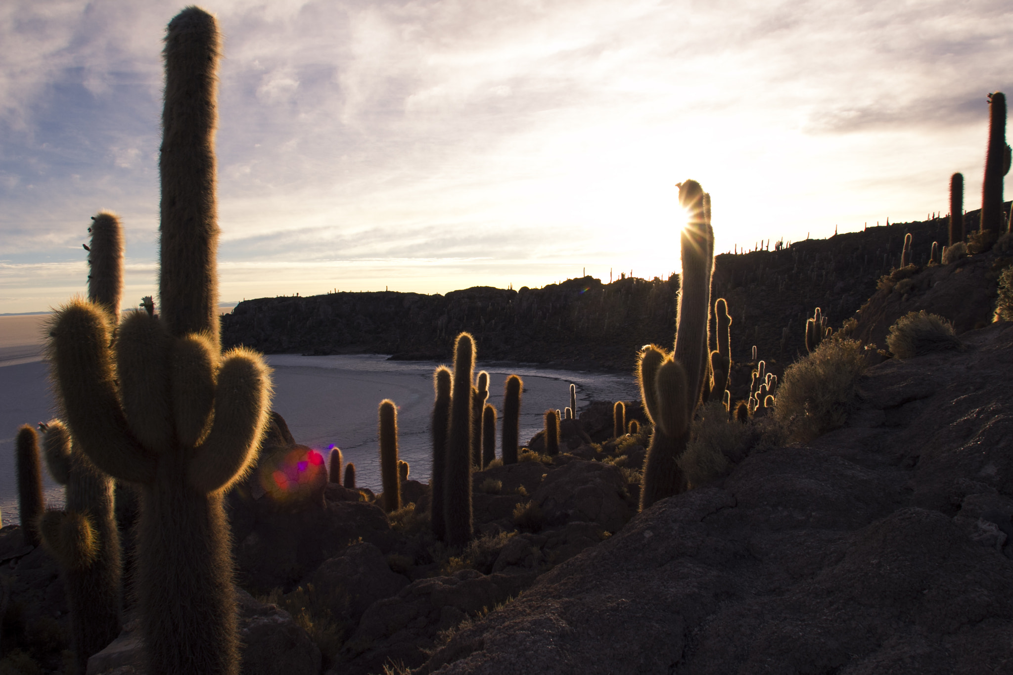 Canon EOS 60D sample photo. Prickly sunrise photography