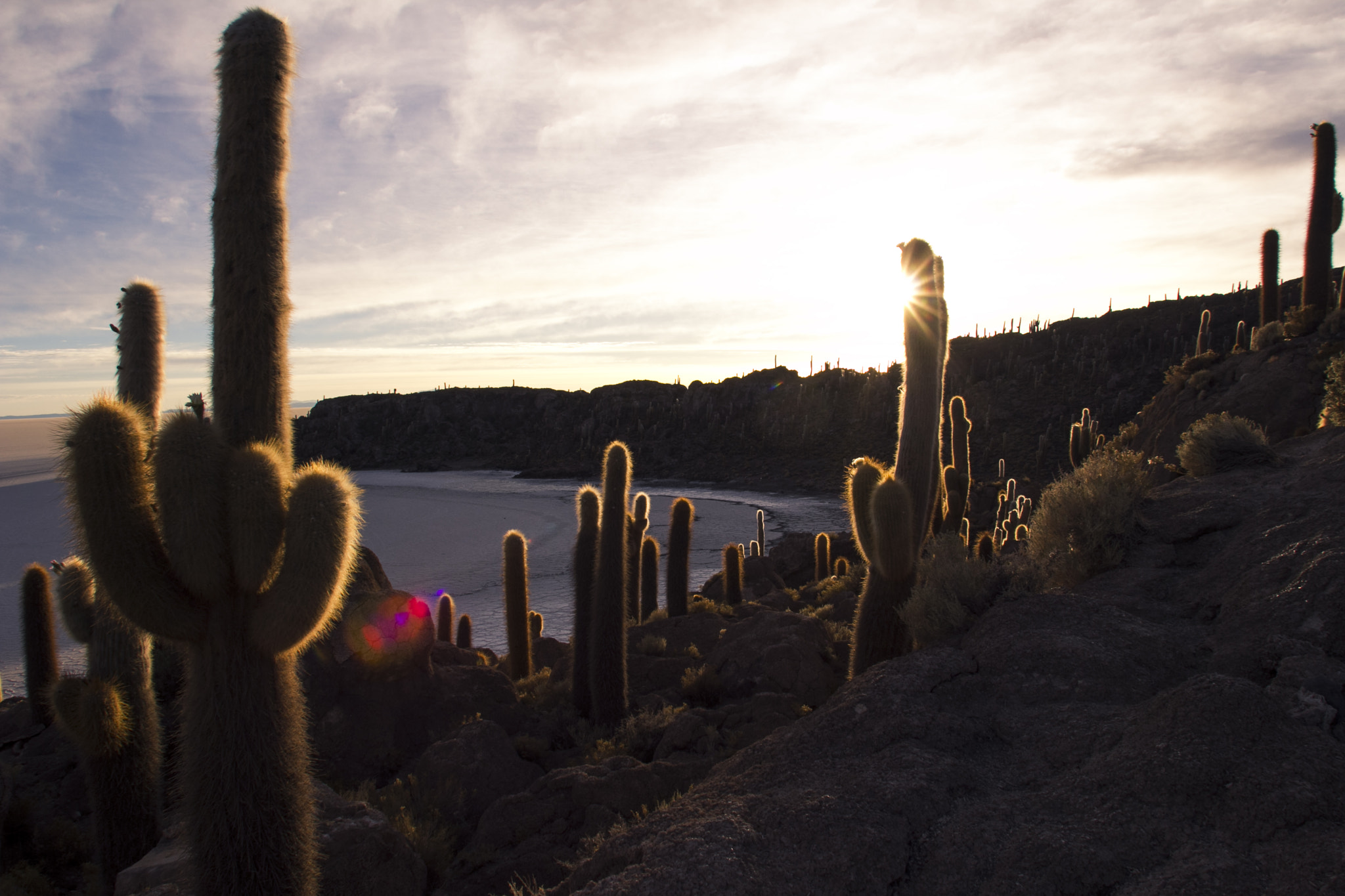 Canon EF 17-35mm f/2.8L sample photo. Prickly sunrise photography