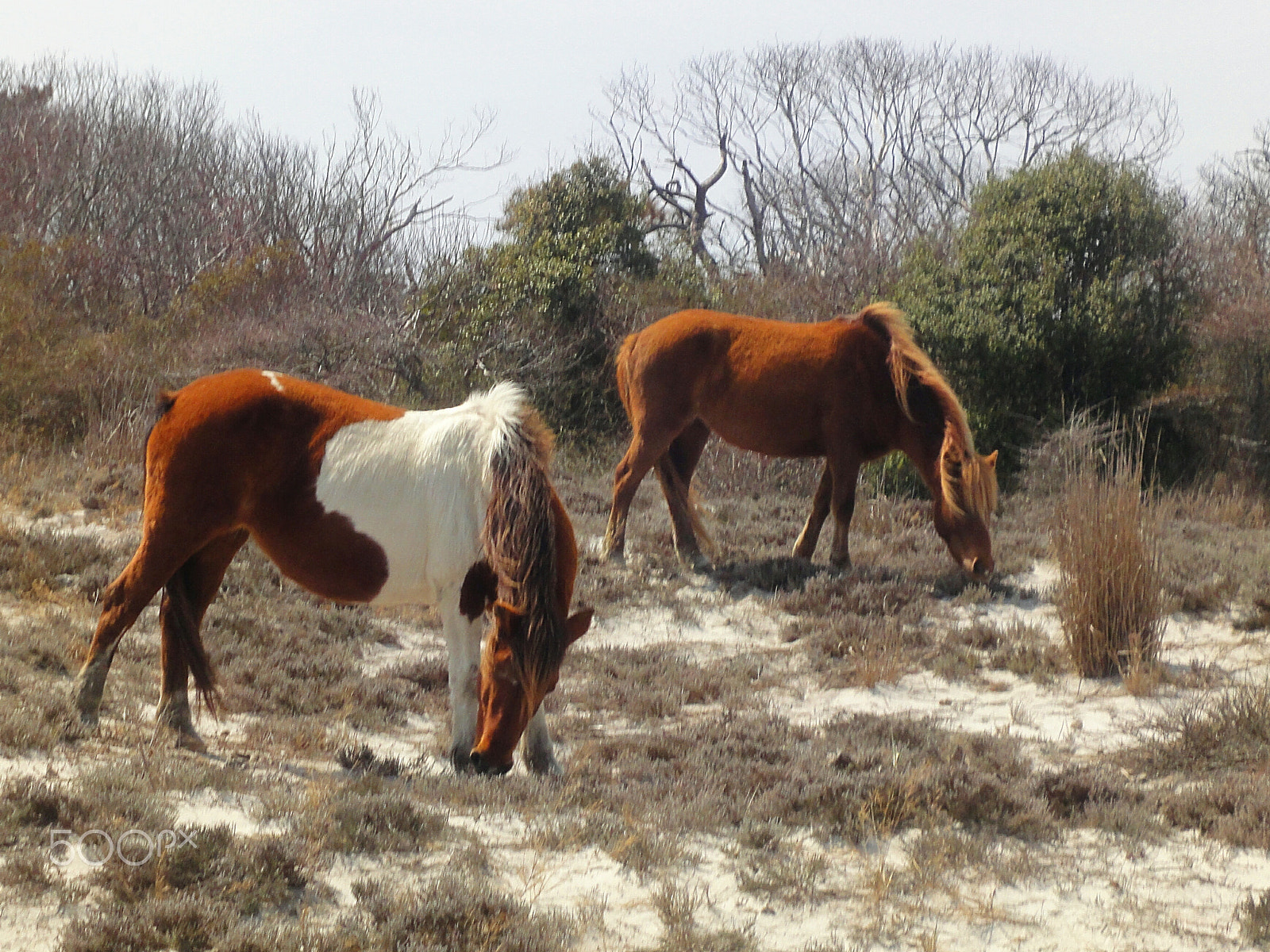 Sony Cyber-shot DSC-WX1 sample photo. Wild ponies photography