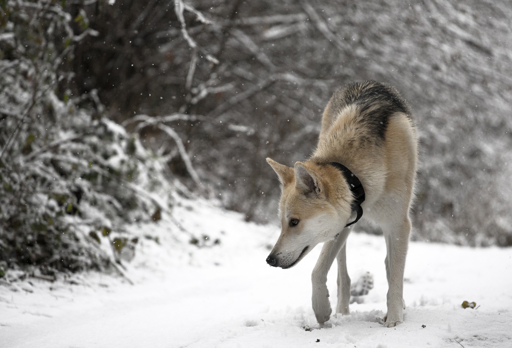 Canon EF 70-200mm F4L IS USM sample photo
