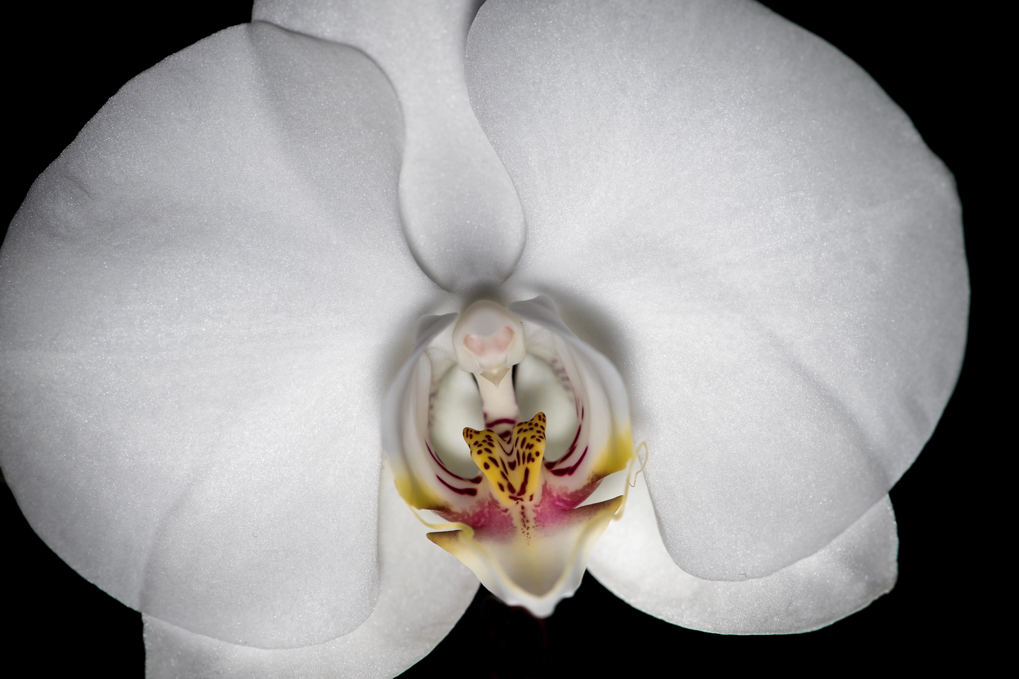 Nikon D5 sample photo. Orchidee photography