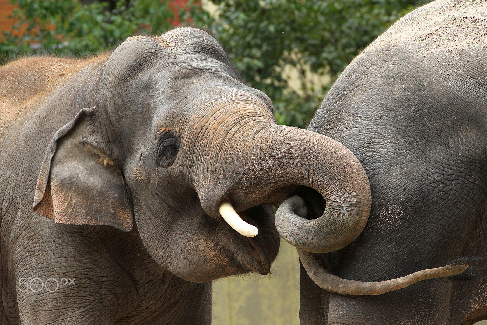 Canon EF 70-300mm F4-5.6L IS USM sample photo. Elephant gandhi photography