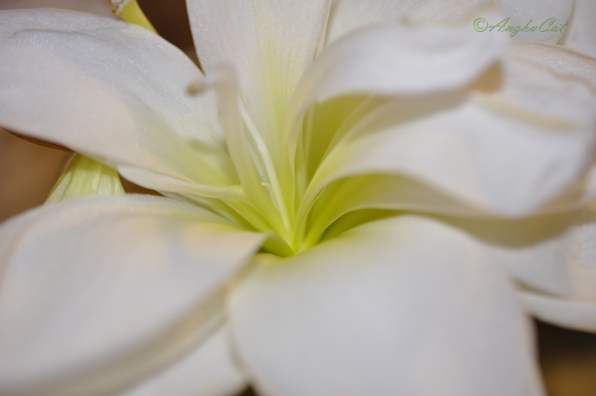 Nikon AF-S DX Micro Nikkor 40mm F2.8 sample photo. White flower petals photography