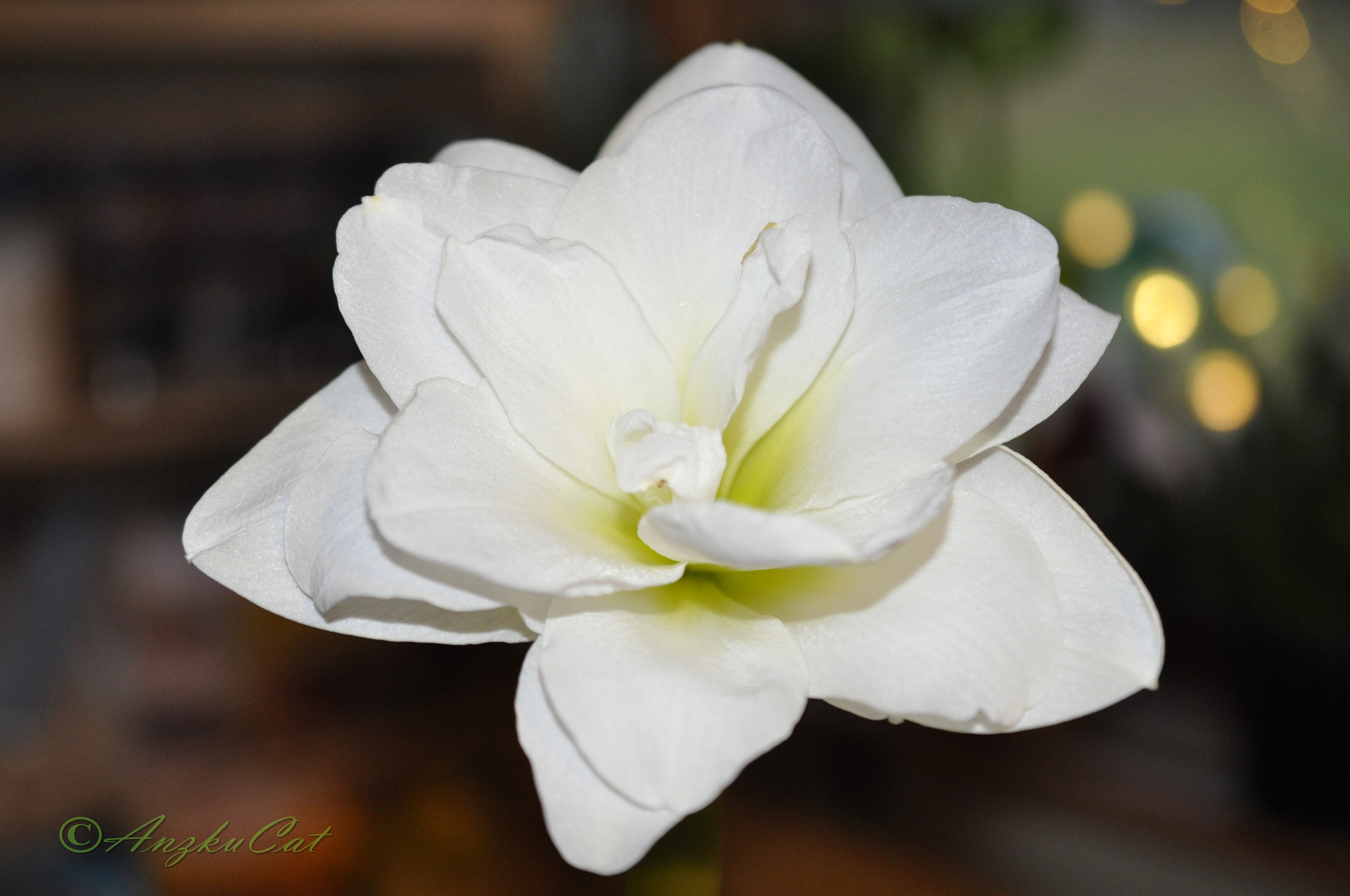 Nikon D90 sample photo. White flower photography