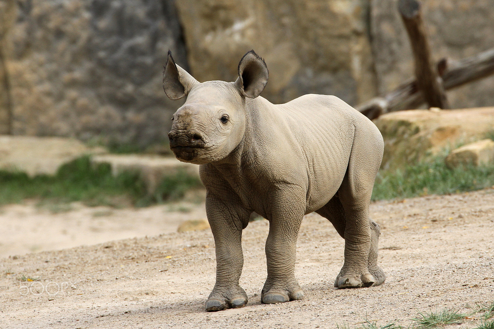 Canon EF 70-300mm F4-5.6L IS USM sample photo. Rhino baby najuma photography