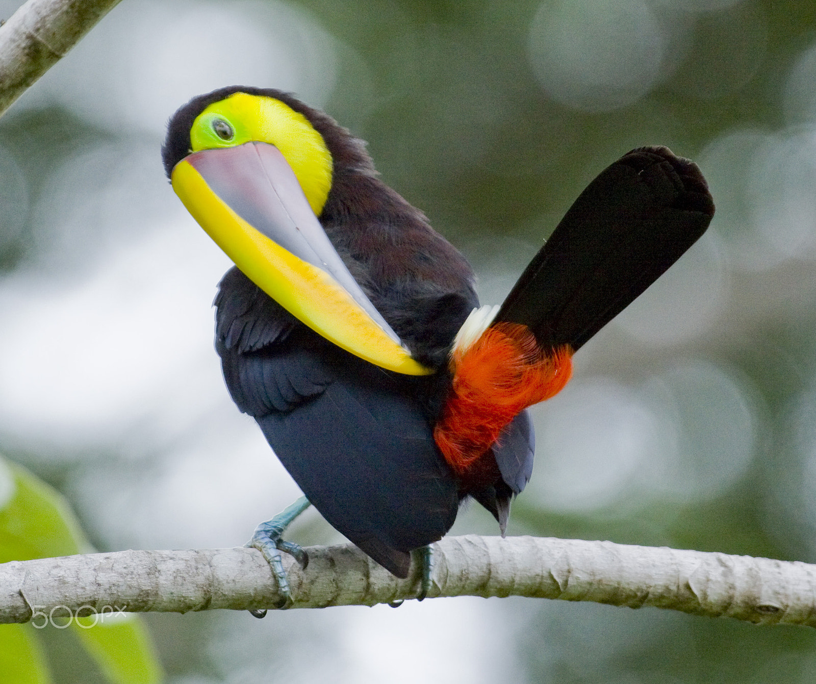 Canon EOS 50D + Canon EF 600mm f/4L IS sample photo. Chesnut-mandibled toucan photography