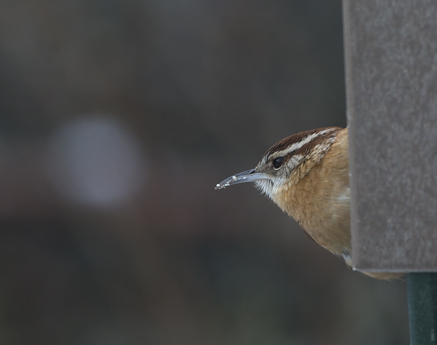 Canon EOS 70D + Canon EF 300mm F4L IS USM sample photo. Eye of wren photography