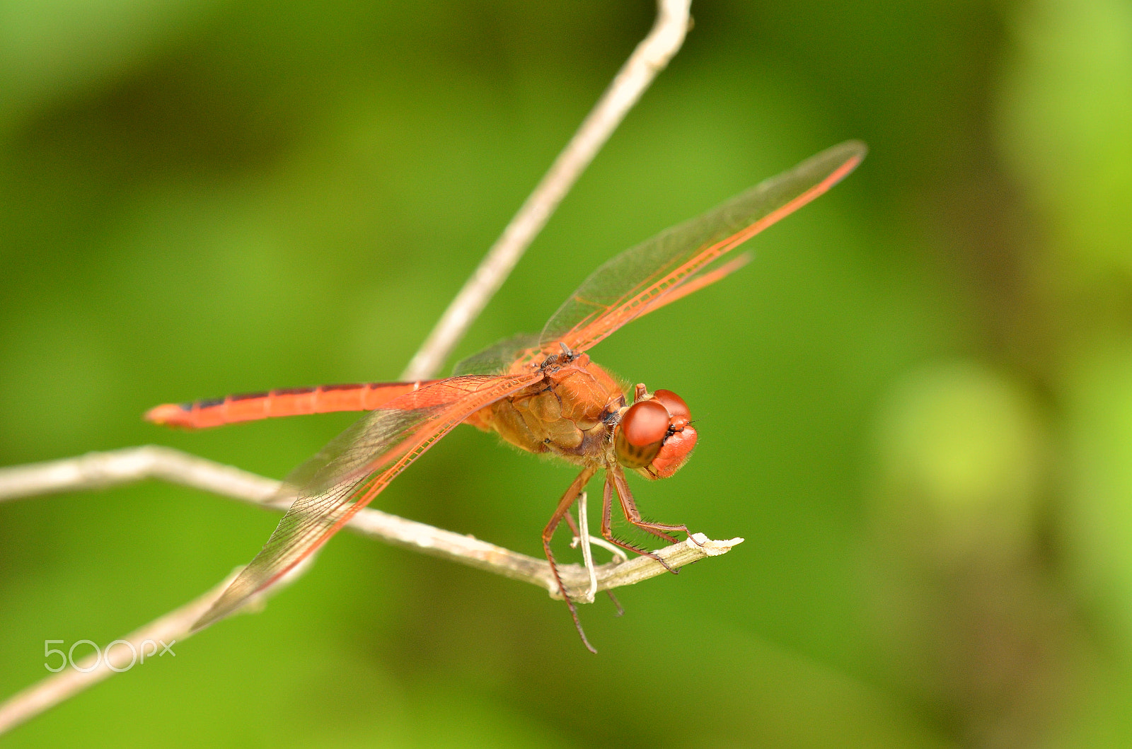 Nikon D7000 sample photo. Red.. photography