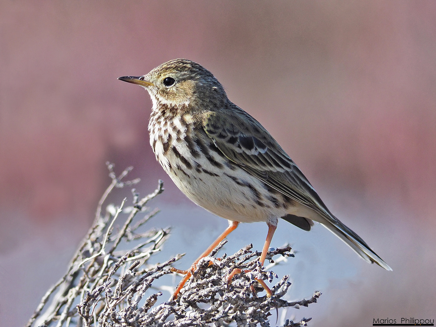 Olympus OM-D E-M1 Mark II sample photo. Anthus pratensis ( meadow pipit ) photography