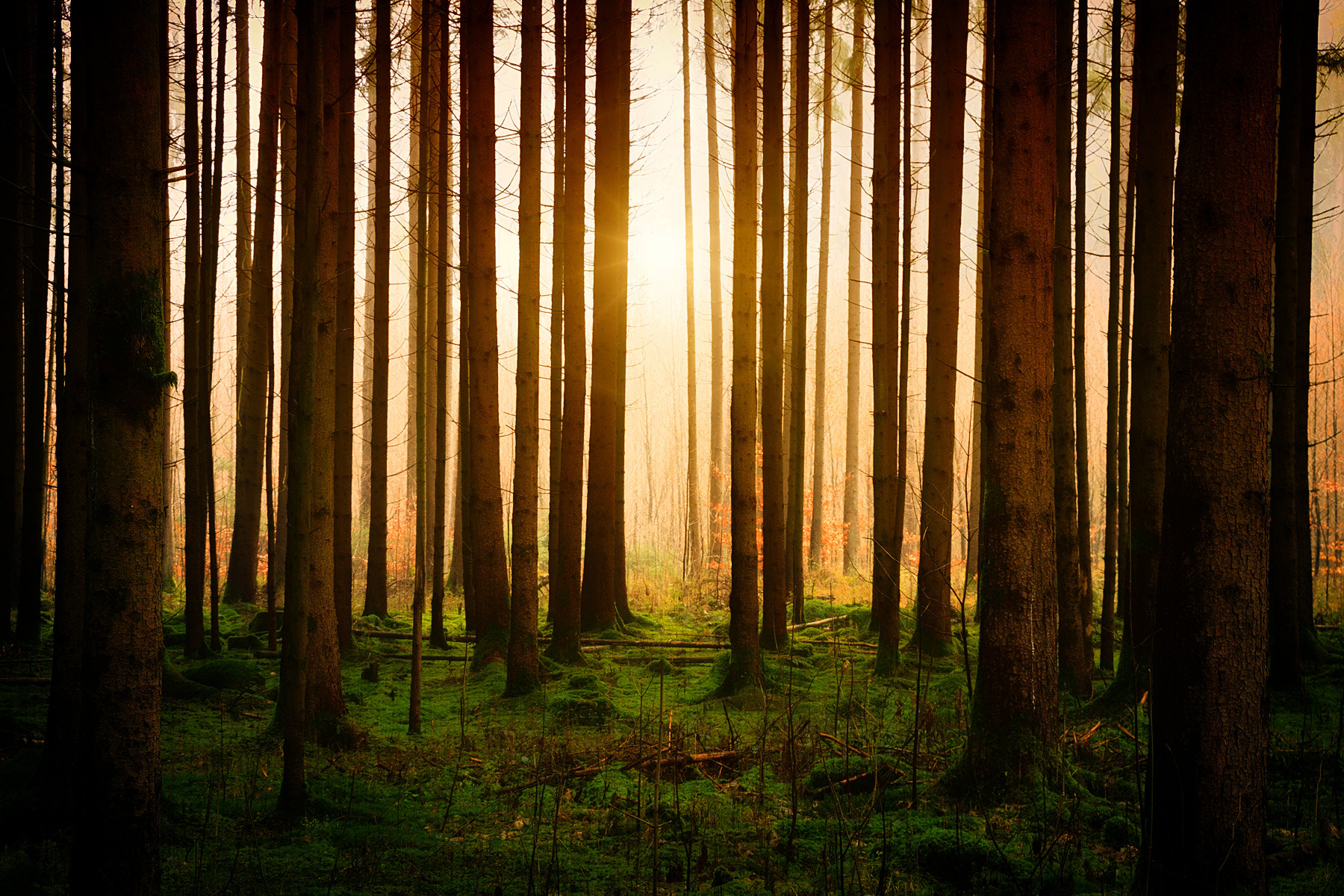 Canon EOS 500D (EOS Rebel T1i / EOS Kiss X3) sample photo. Misty forest light photography
