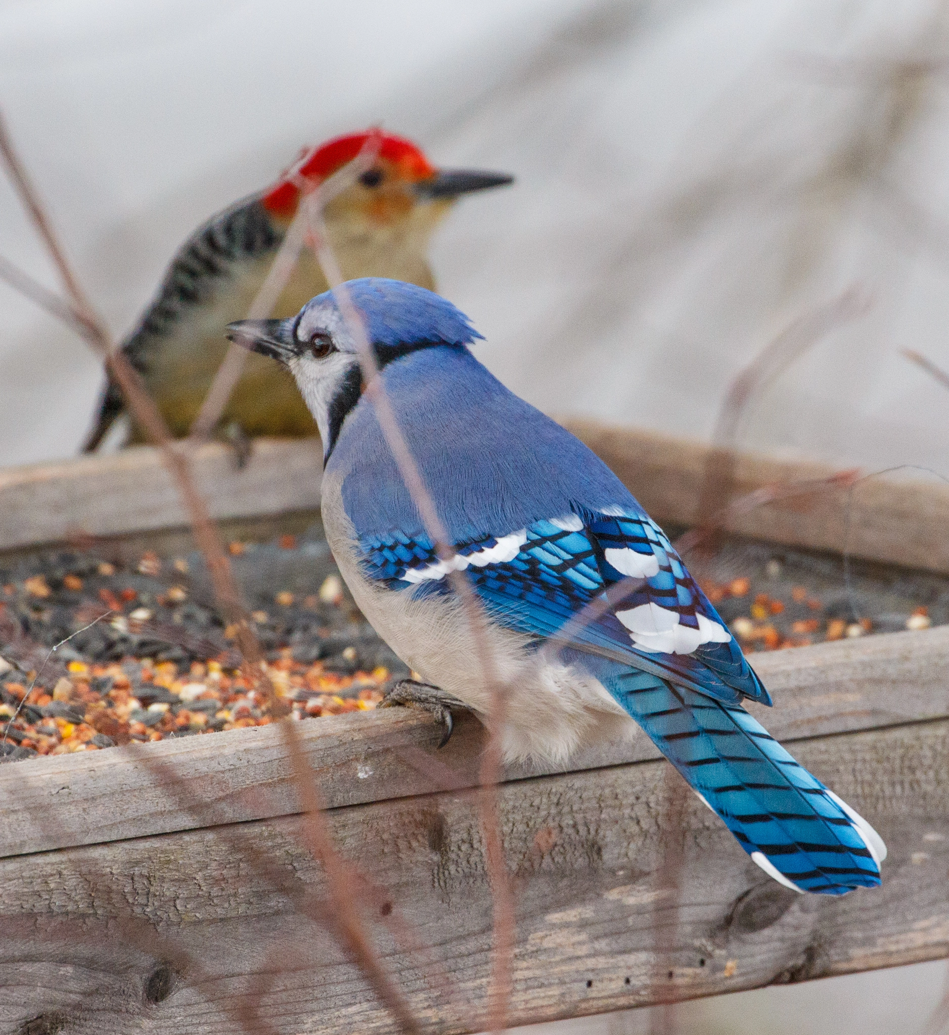 Canon EF 70-300mm F4-5.6L IS USM sample photo. Standoff at the feeder photography