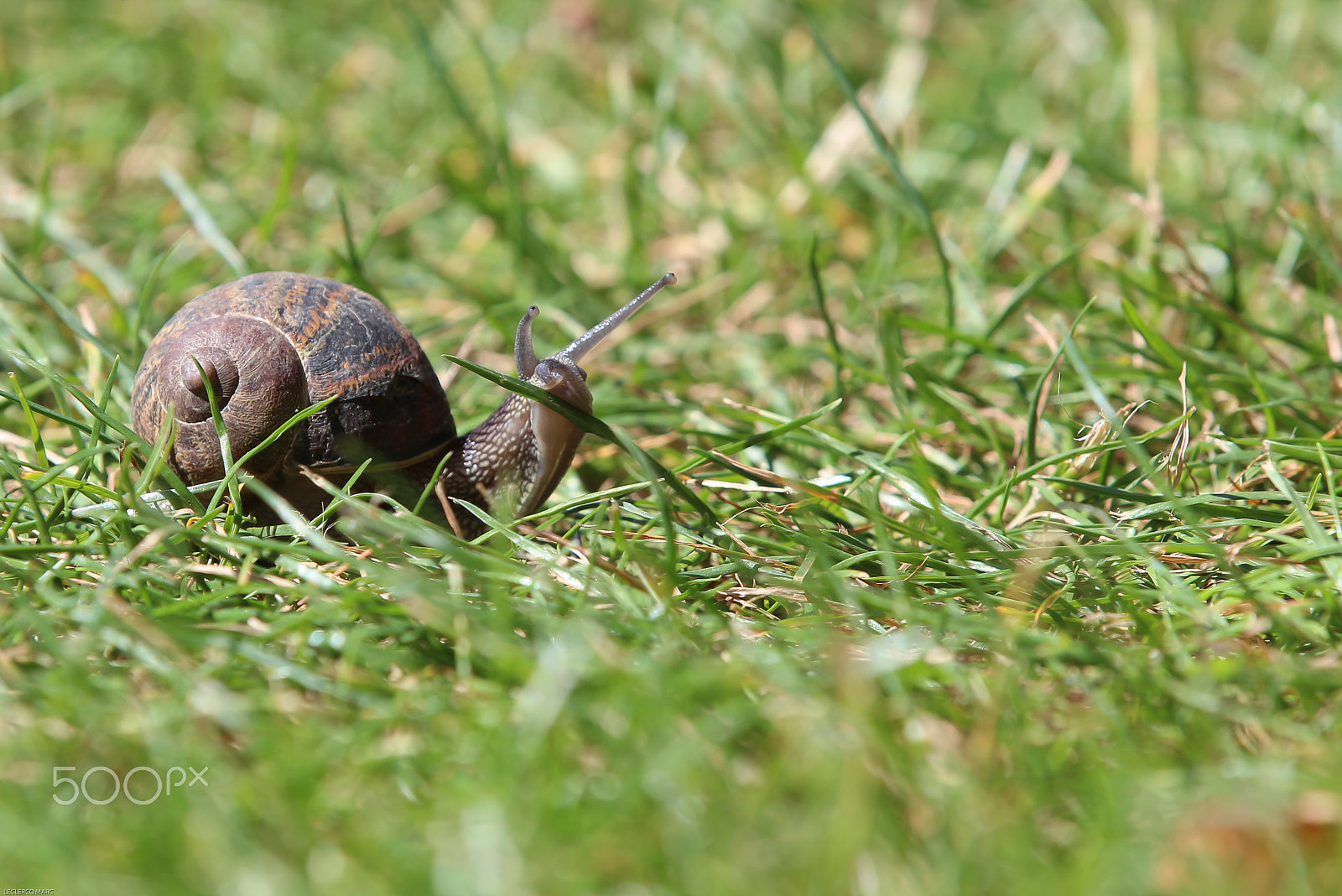 Canon EOS 650D (EOS Rebel T4i / EOS Kiss X6i) sample photo. Escargot photography