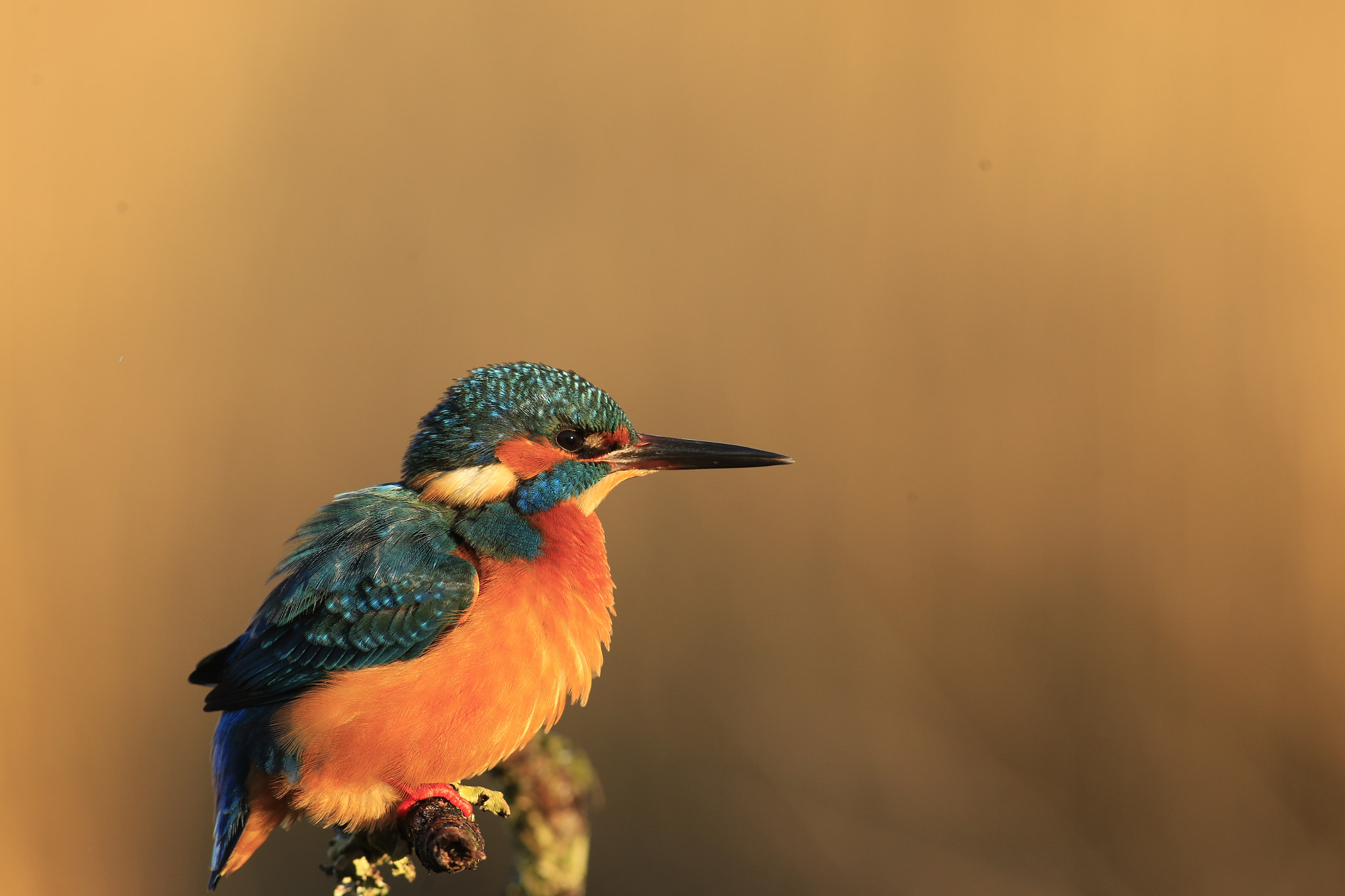 Canon EOS 6D + Canon EF 400mm F5.6L USM sample photo. Kingfisher photography