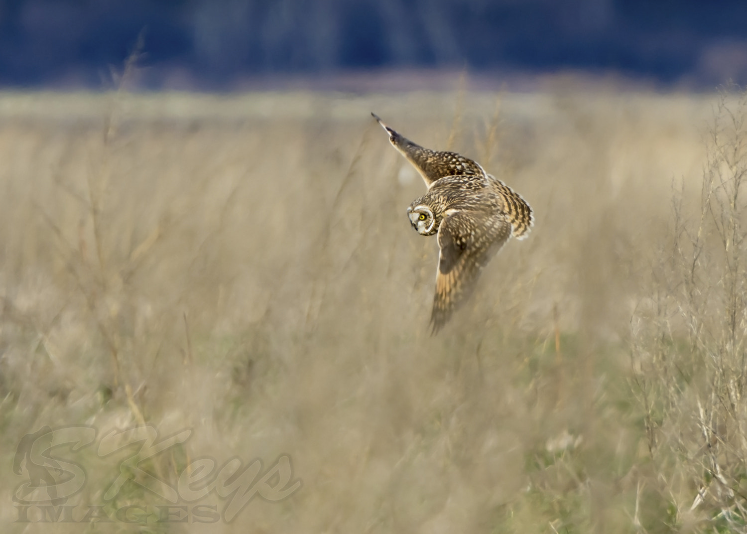 Nikon D7200 + Sigma 500mm F4.5 EX DG HSM sample photo. Through the brush (short-eared owl) photography