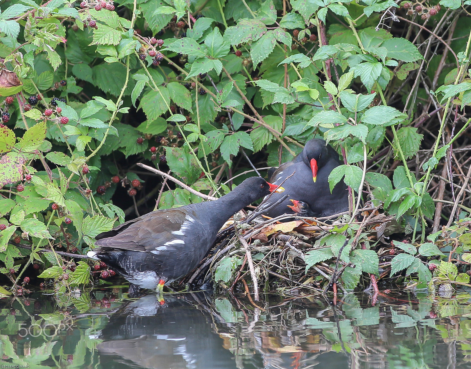 Canon EOS 650D (EOS Rebel T4i / EOS Kiss X6i) sample photo. Poule d'eau photography