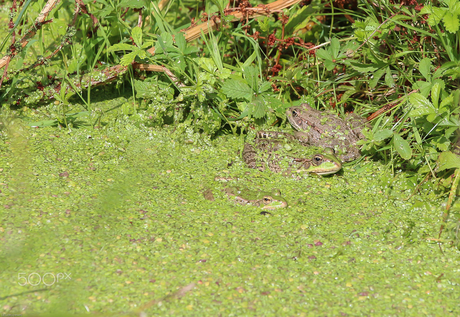Canon EOS 650D (EOS Rebel T4i / EOS Kiss X6i) sample photo. Famille grenouille photography