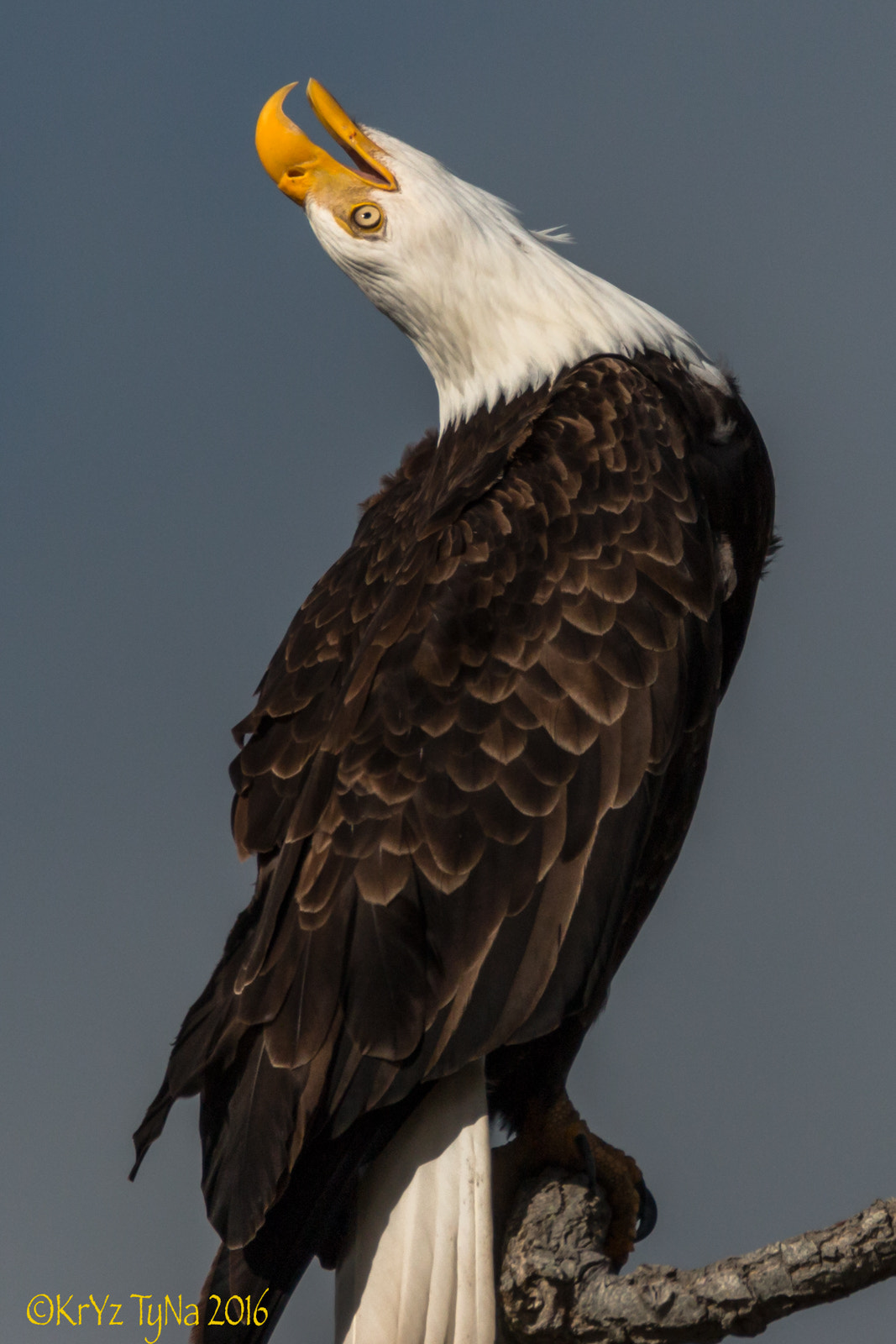 150-600mm F5-6.3 DG OS HSM | Contemporary 015 sample photo. Bald eagle calling mate photography