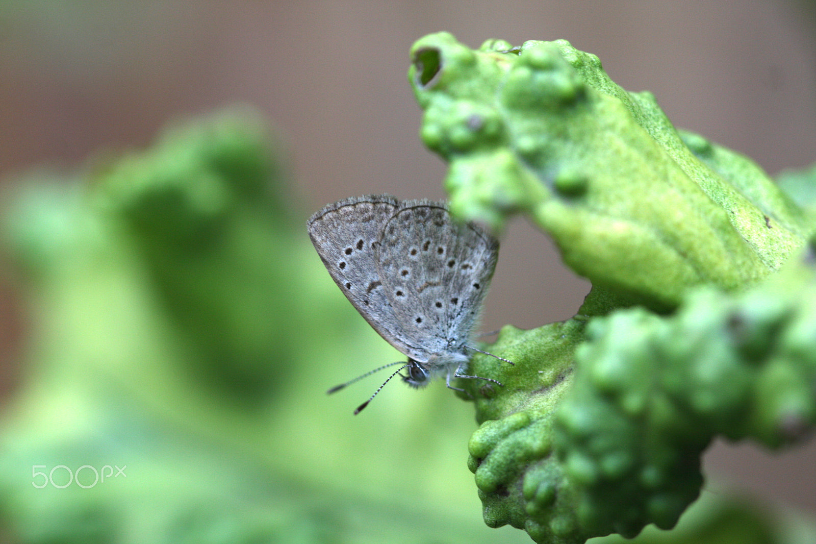 Canon EF 100mm F2.8 Macro USM sample photo. African grass blue photography