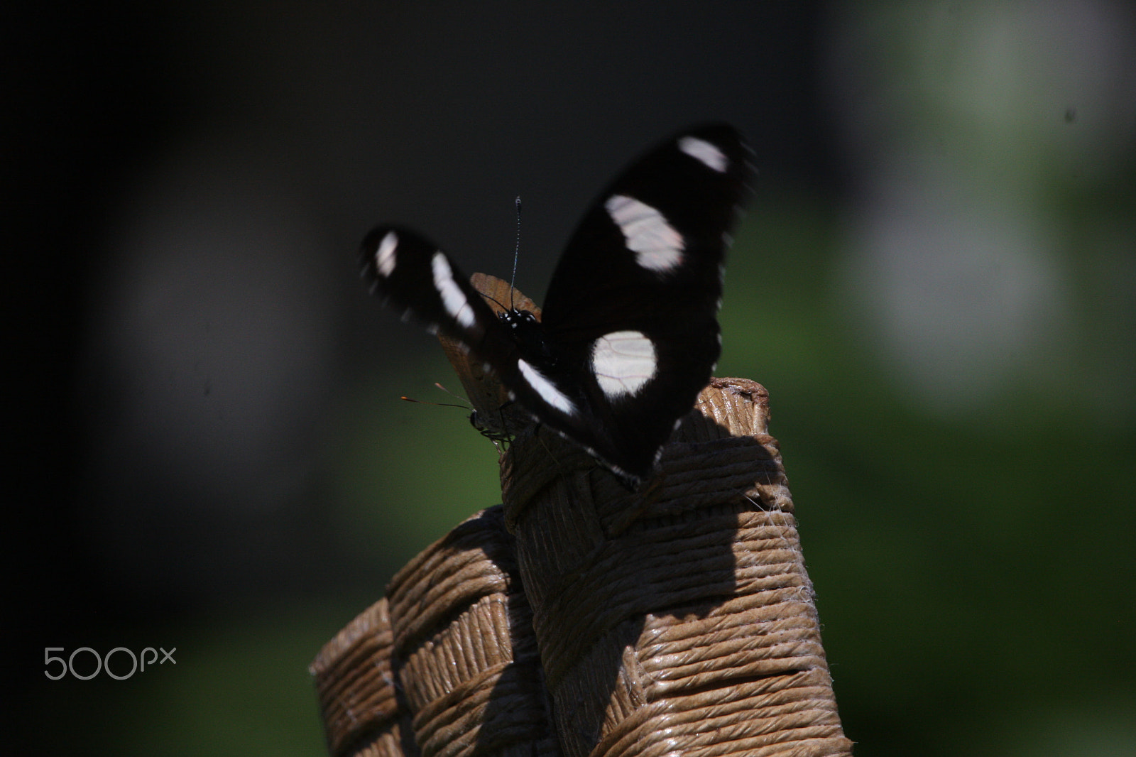 Canon EF 100-400mm F4.5-5.6L IS USM sample photo. Common diadem photography