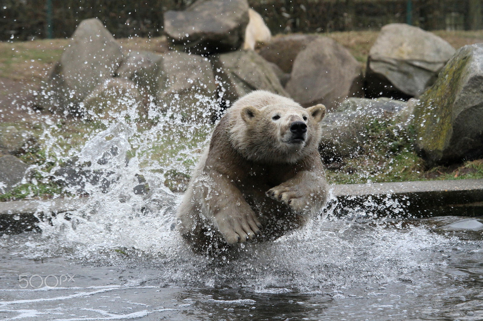 Canon EF 70-200mm F4L IS USM sample photo. Icebear photography