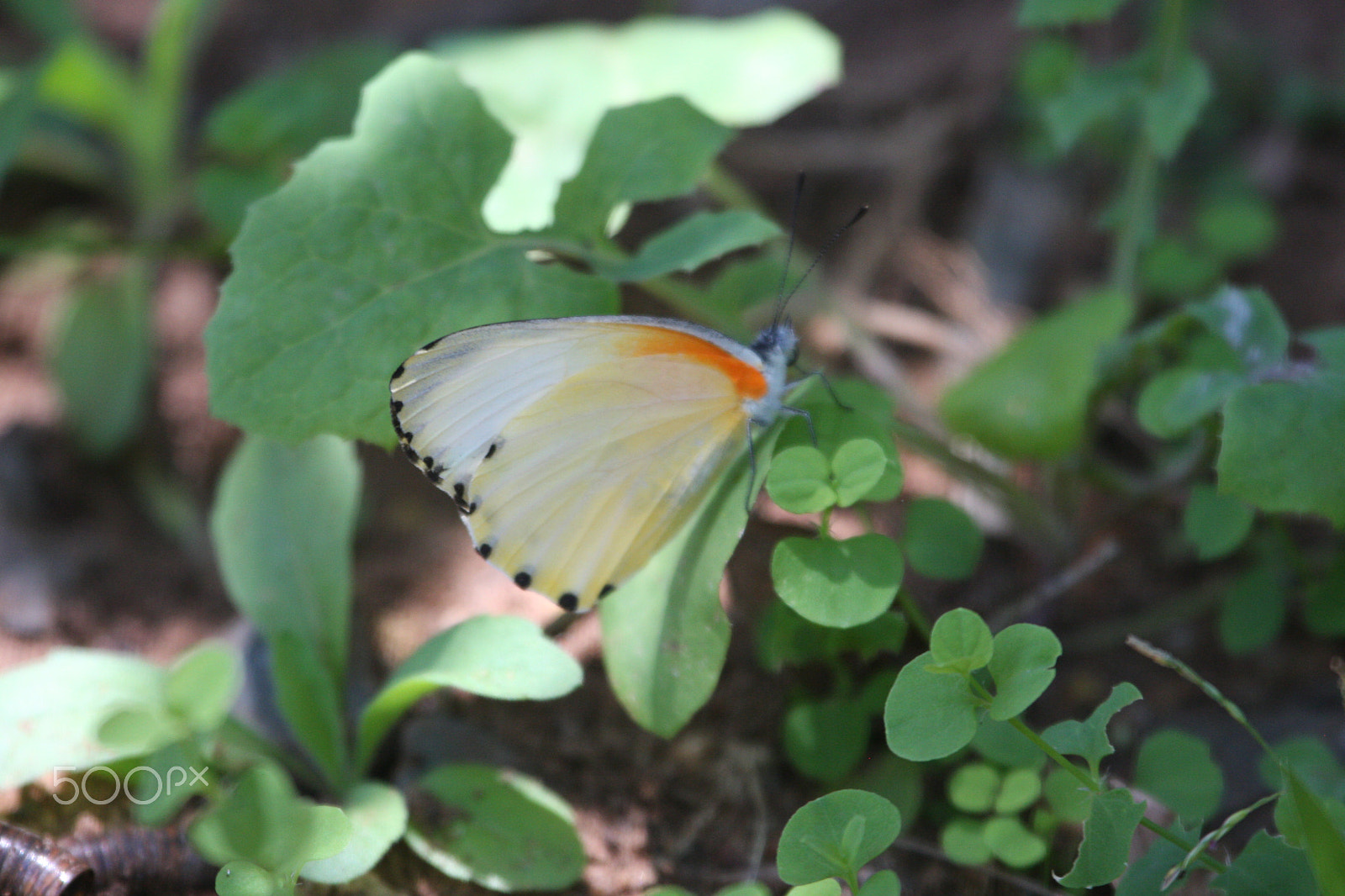Canon EF 100-400mm F4.5-5.6L IS USM sample photo. Common orange tip photography
