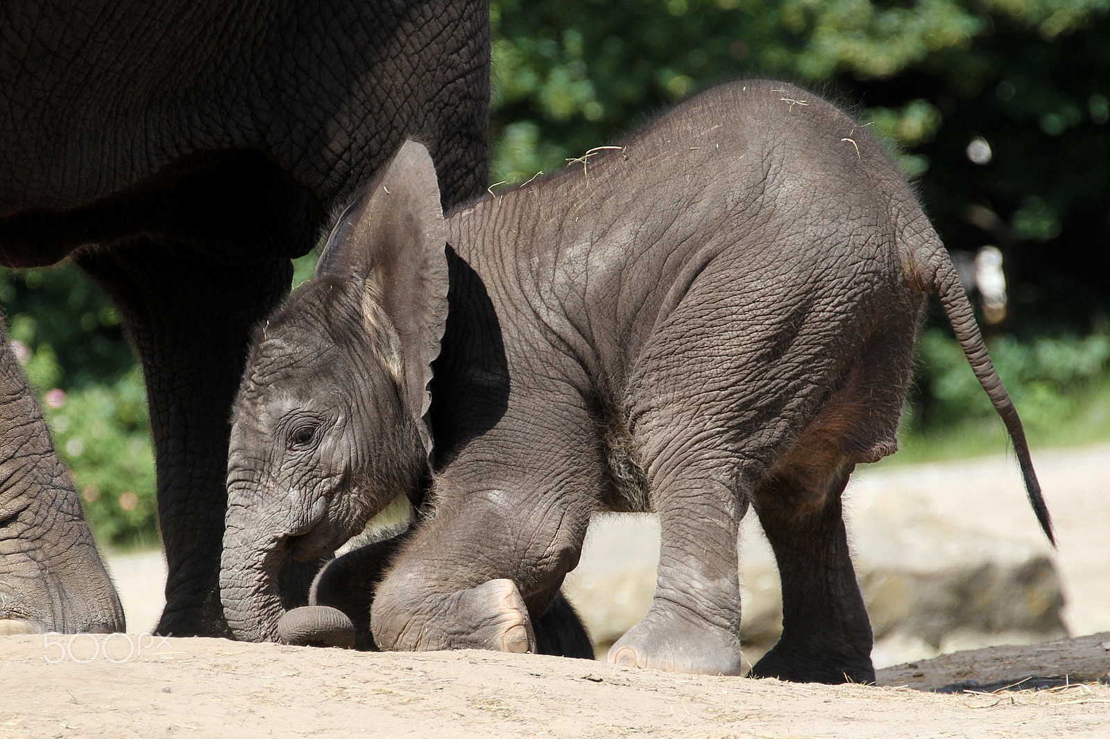 Canon EF 70-300mm F4-5.6L IS USM sample photo. Elephant madiba photography