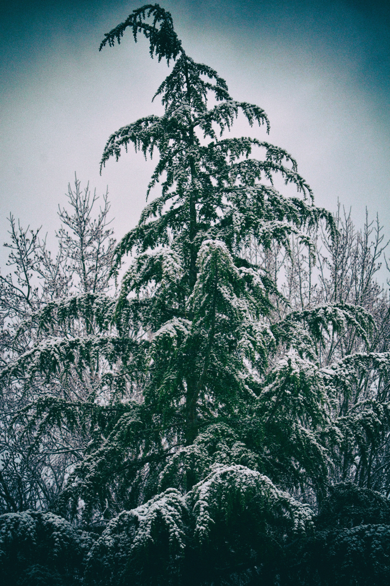 Nikon D5100 sample photo. Seasonal affective disorder photography