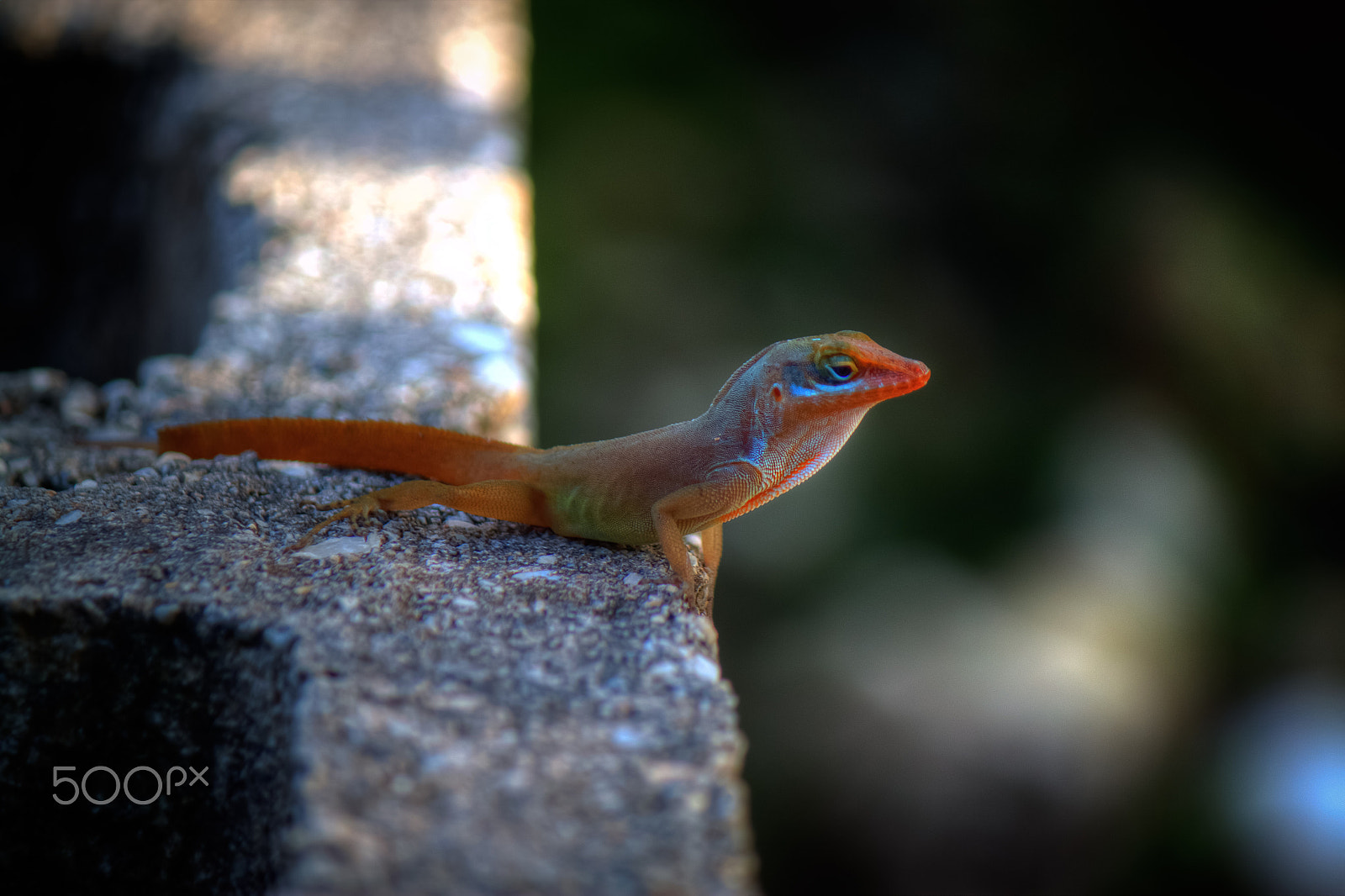 Canon EF-S 55-250mm F4-5.6 IS sample photo. In the zone photography