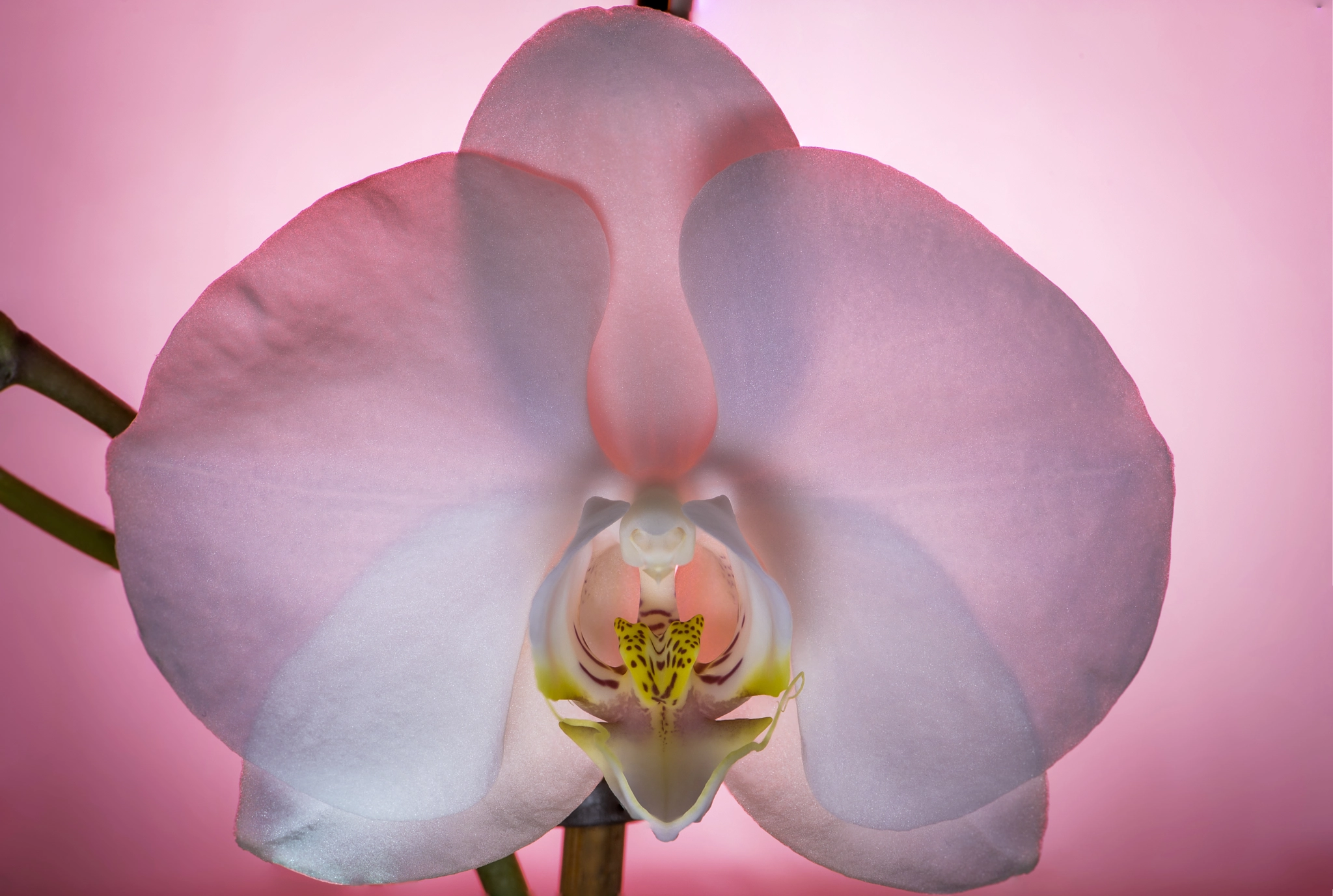Nikon D5 + Nikon AF-S Micro-Nikkor 105mm F2.8G IF-ED VR sample photo. Orchidee #2 photography