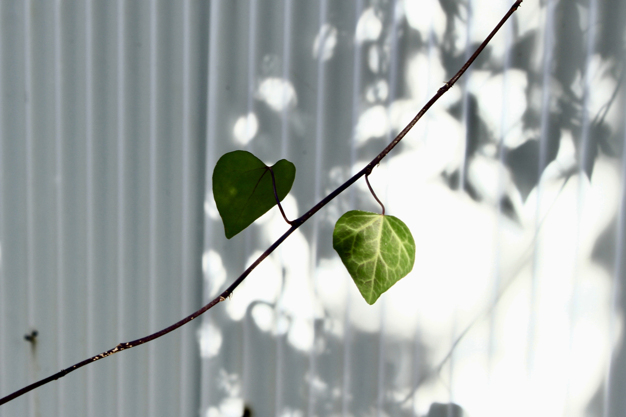 Canon EOS 700D (EOS Rebel T5i / EOS Kiss X7i) sample photo. A flickering message photography