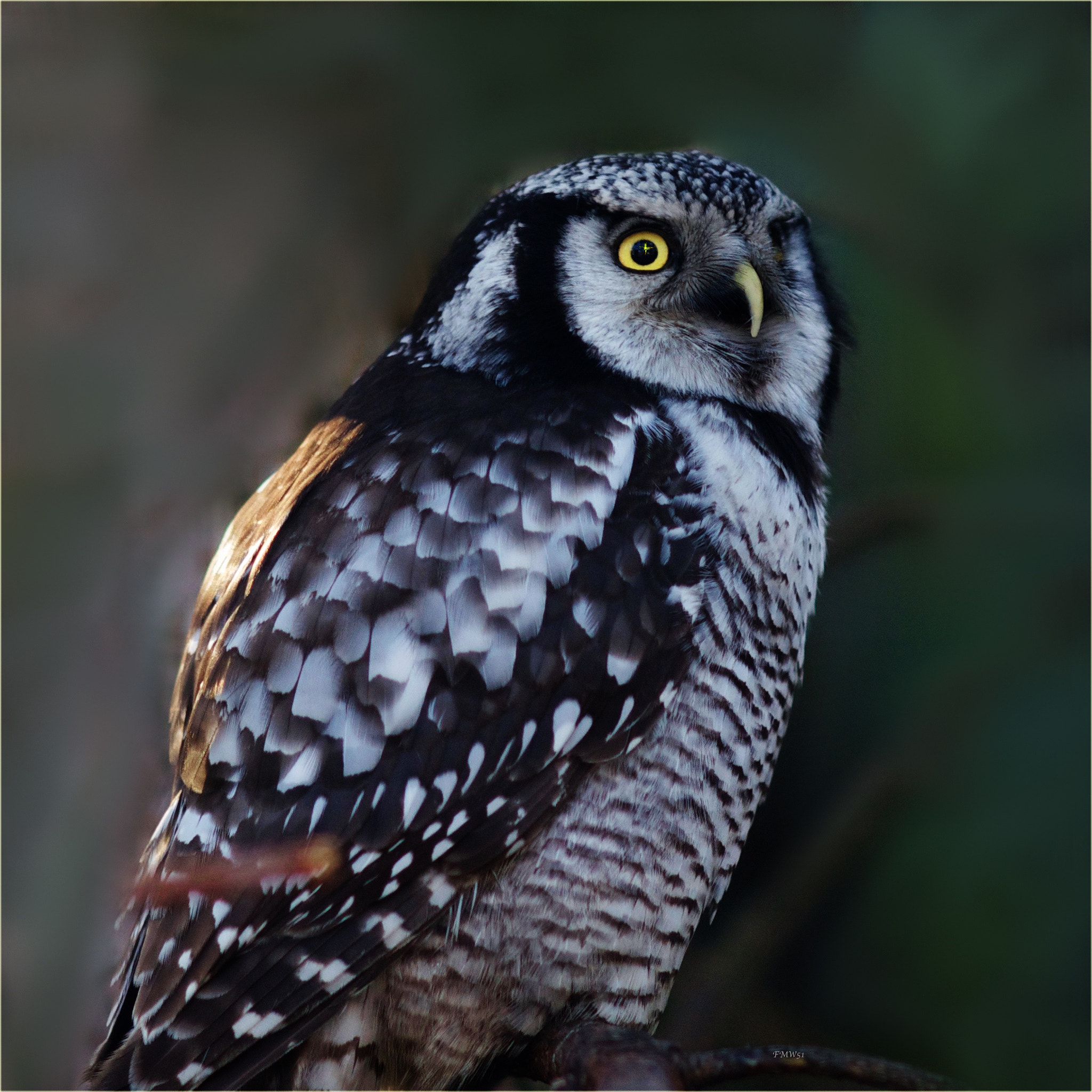 Sony SLT-A55 (SLT-A55V) sample photo. Northern hawk owl photography