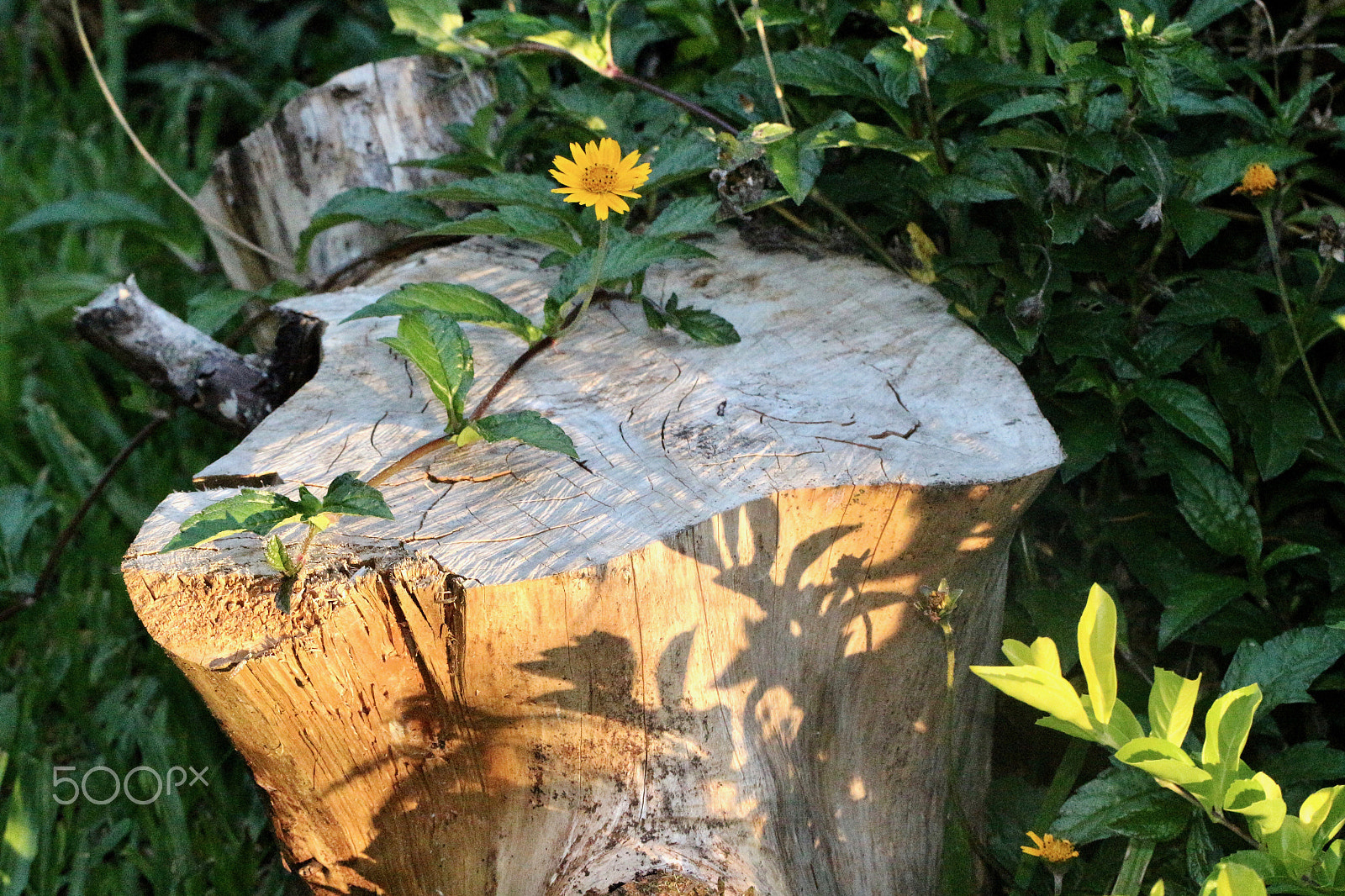 Canon EF 100mm F2.8L Macro IS USM sample photo. Last sun rays... photography