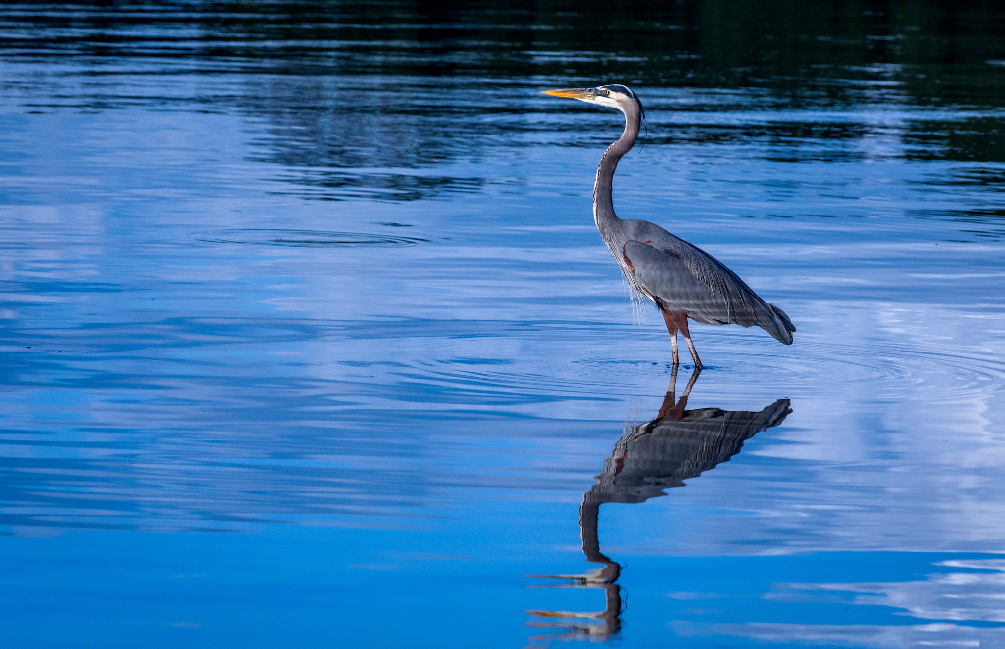 Canon EF 70-300mm F4-5.6 IS USM sample photo. Garza gigante (ardea herodias) photography
