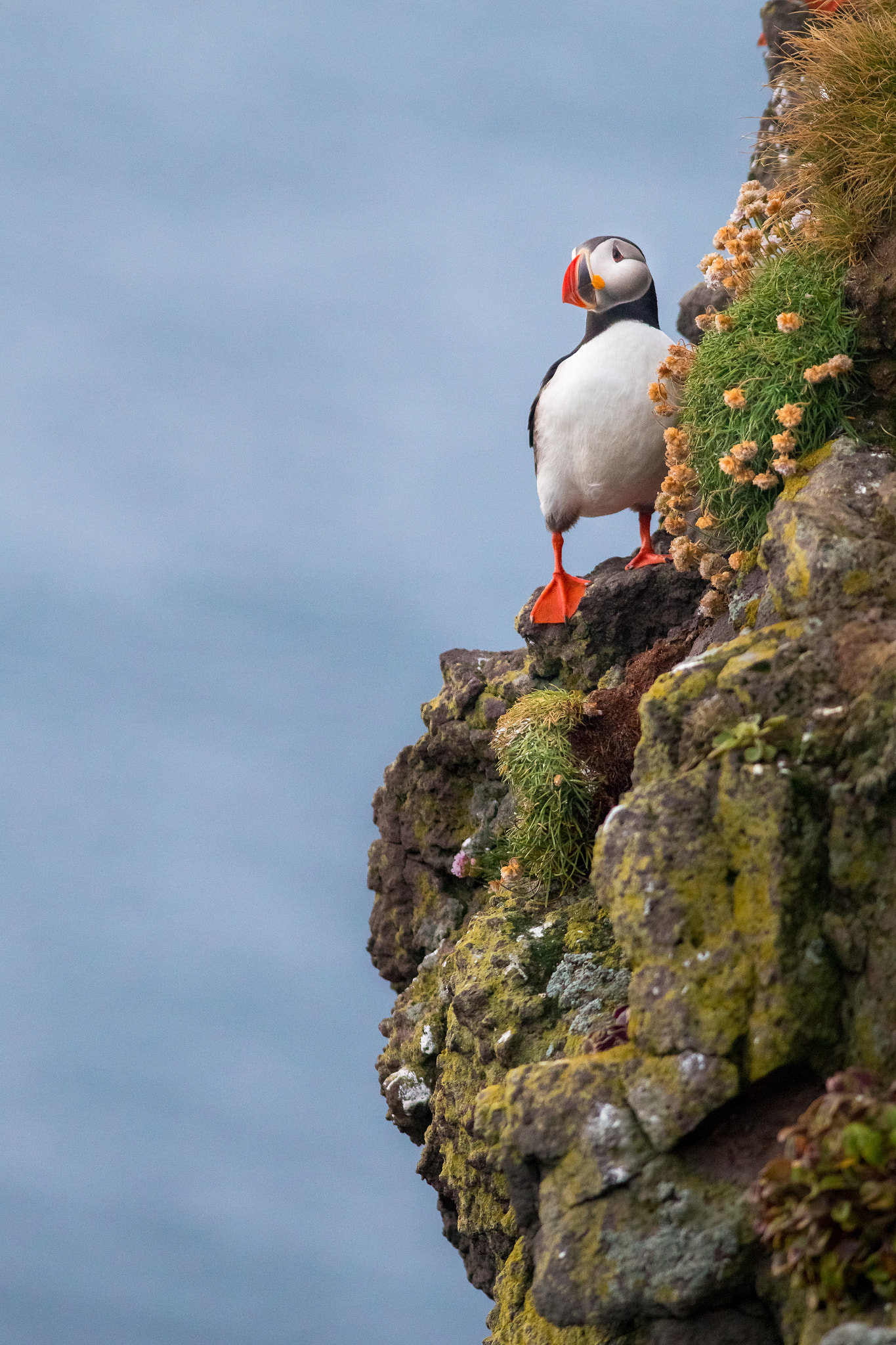 Canon EOS 6D + Canon EF 300mm F4L IS USM sample photo. Cliffside lookout photography