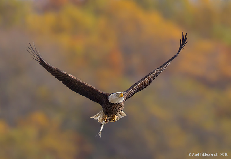 Canon EF 500mm F4L IS USM sample photo. Bald eagle with fish photography