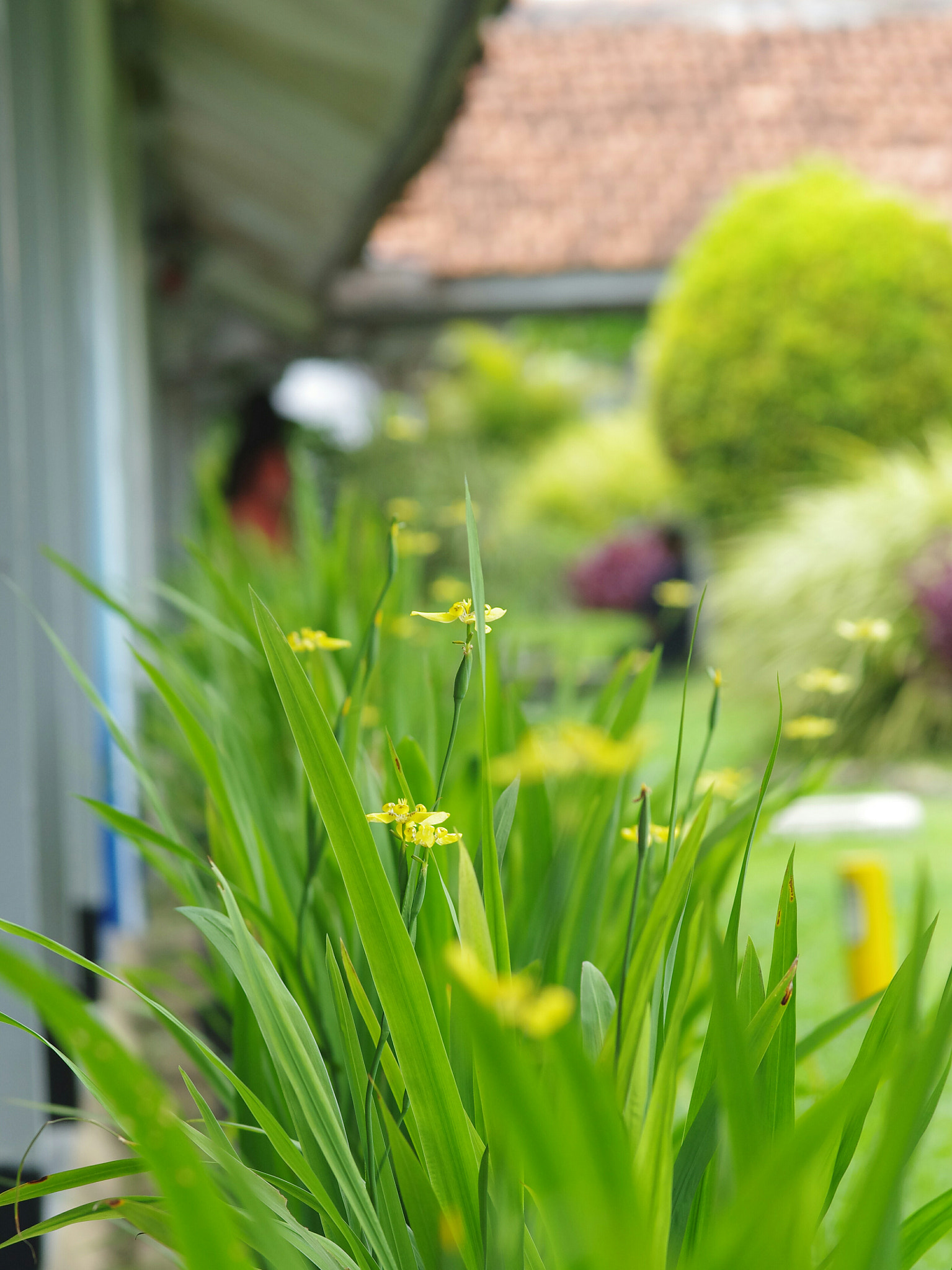 Pentax K-5 IIs sample photo. Flowers photography