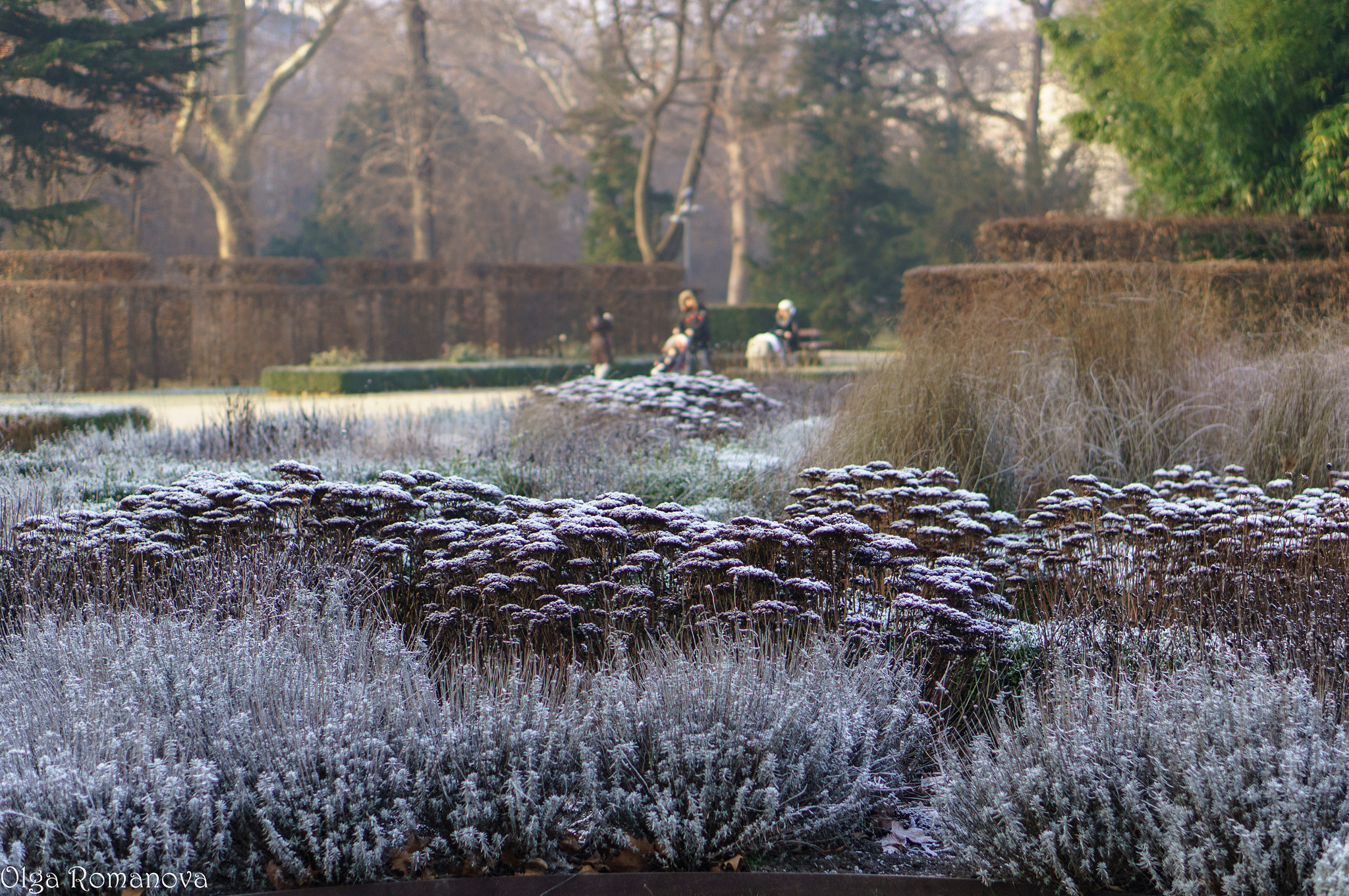 Sony Alpha NEX-6 sample photo. Frosty morning photography