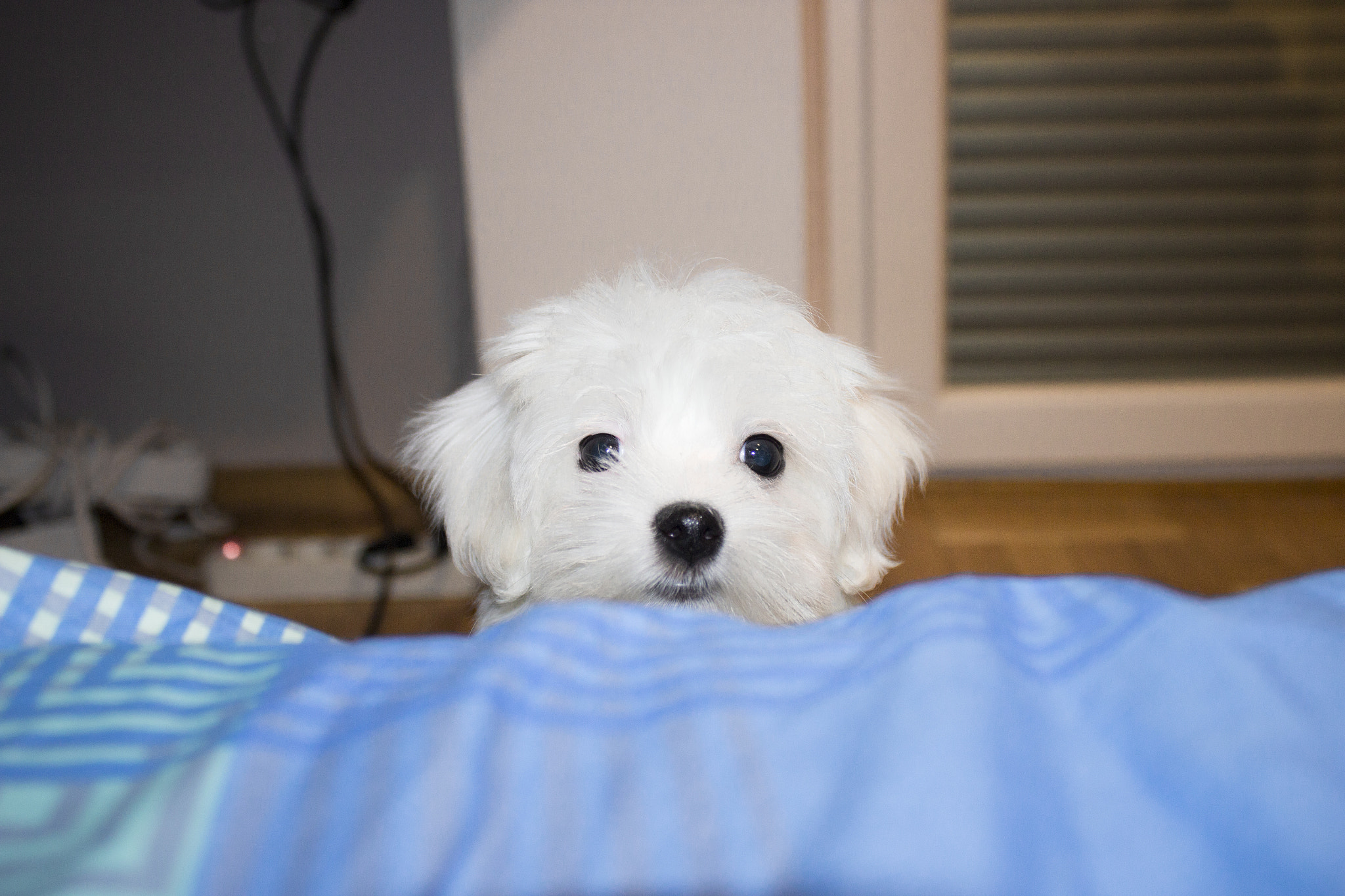 Canon EOS 600D (Rebel EOS T3i / EOS Kiss X5) sample photo. My dog photography