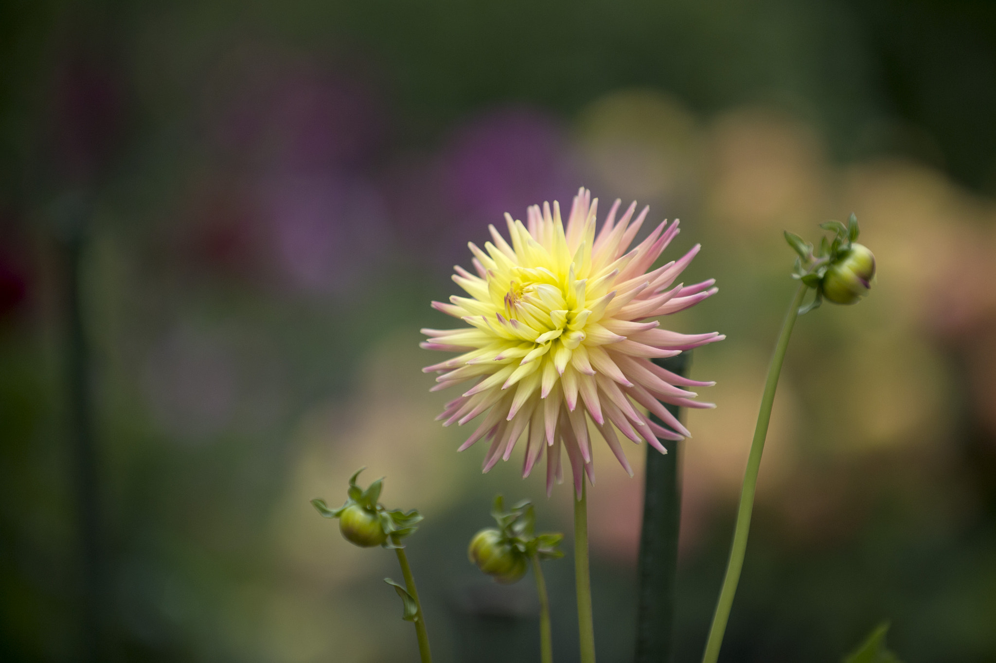 Nikon D4S sample photo. Dahlia pinnata cav photography