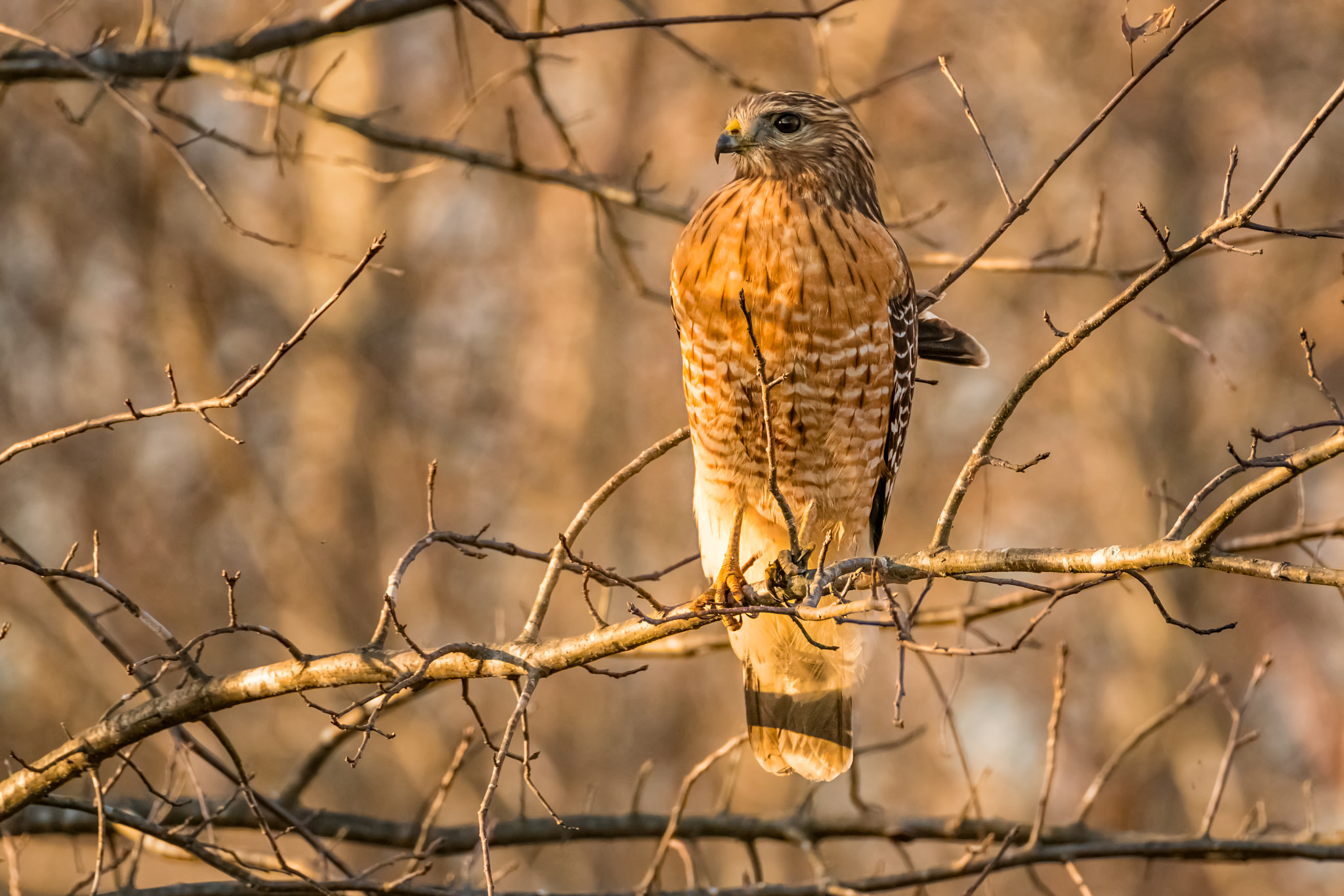 Sony a7R II + Tamron SP 150-600mm F5-6.3 Di VC USD sample photo. The raptor photography