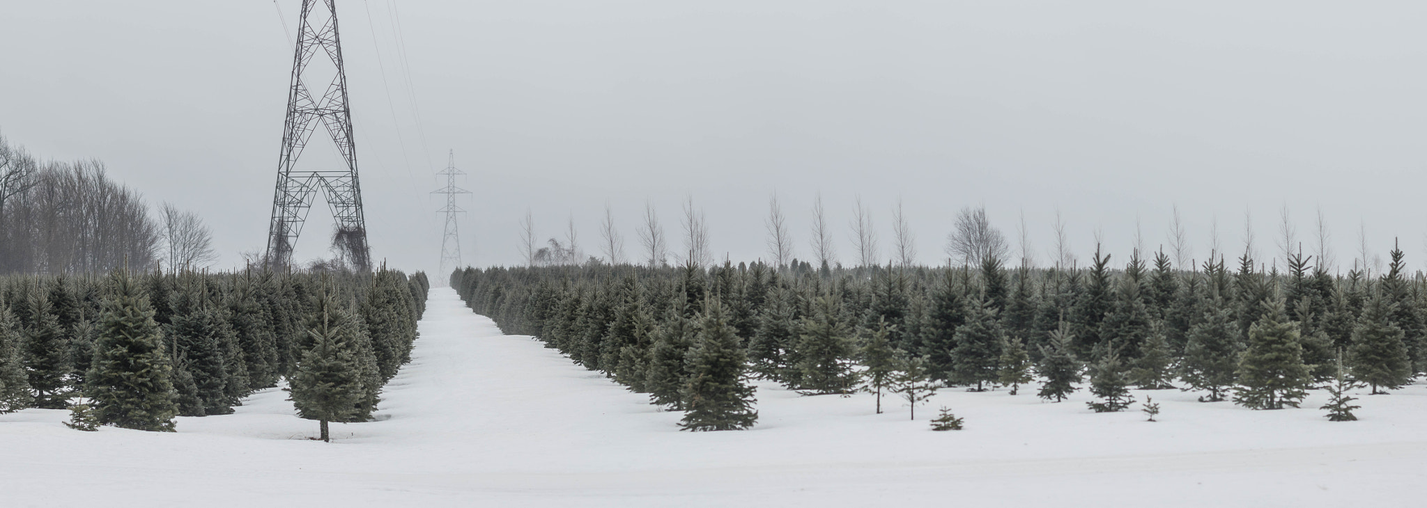 Canon EOS 760D (EOS Rebel T6s / EOS 8000D) sample photo. Misty photography